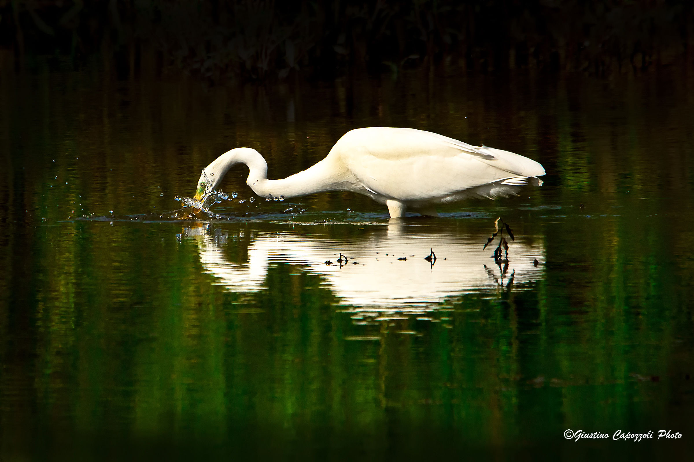 White Heron in hunting
