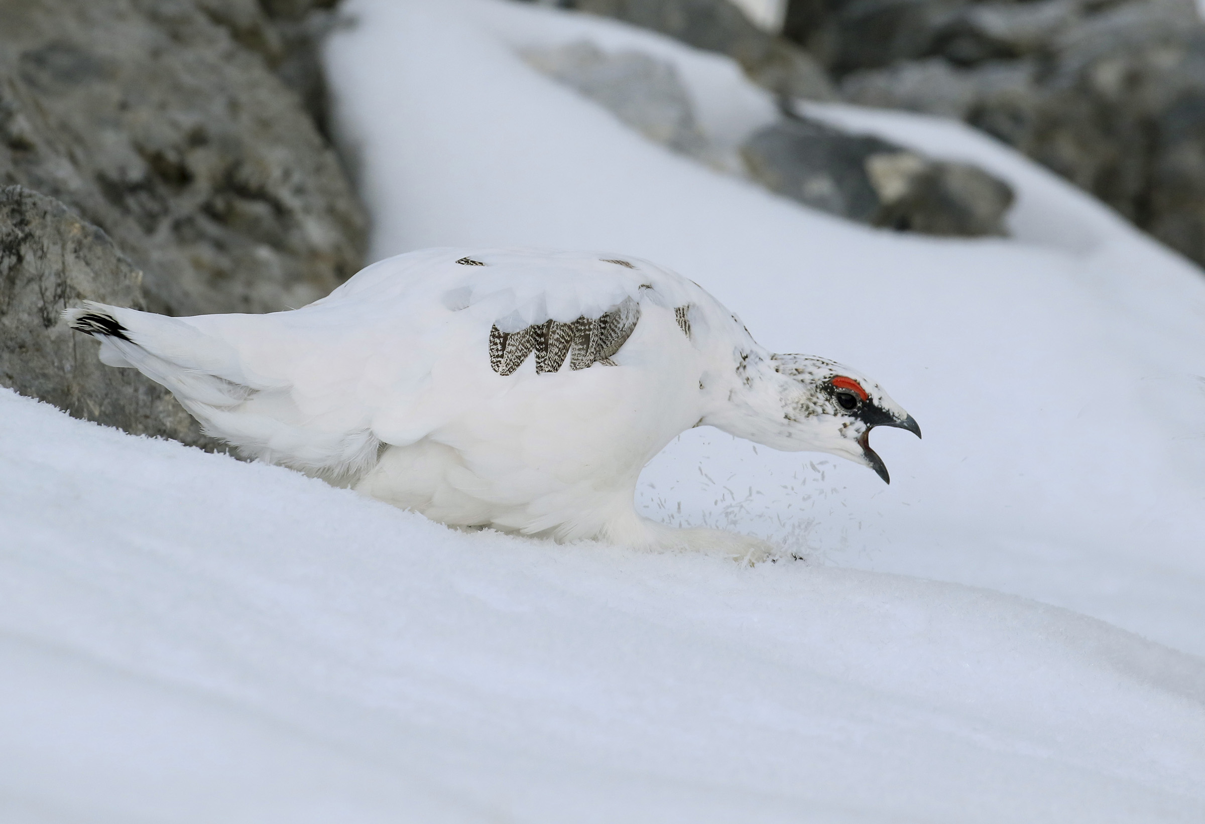 White Partridge at attack