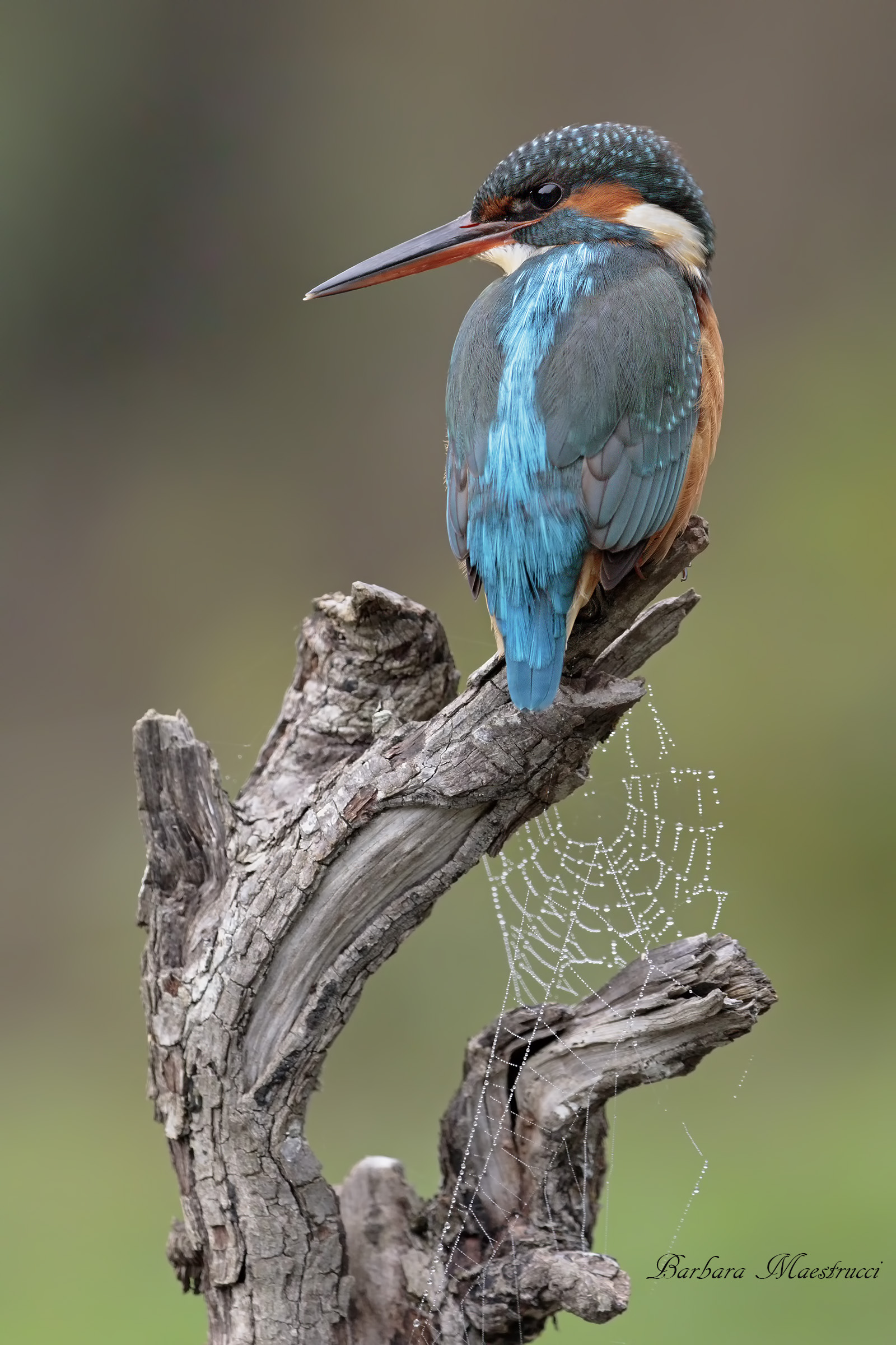 colors and shapes...