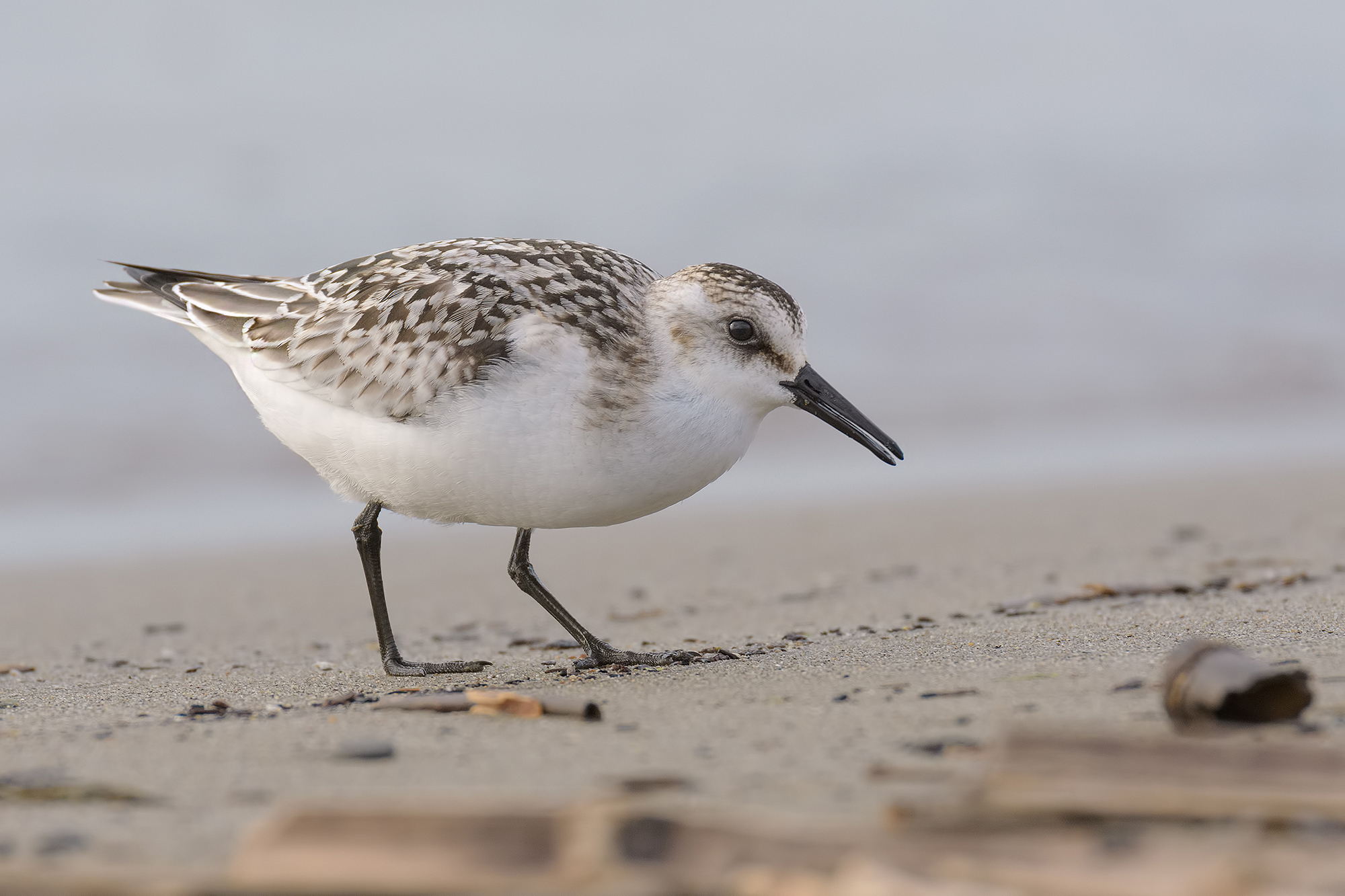 Piovanello Tridattilo- foce di Serchio.