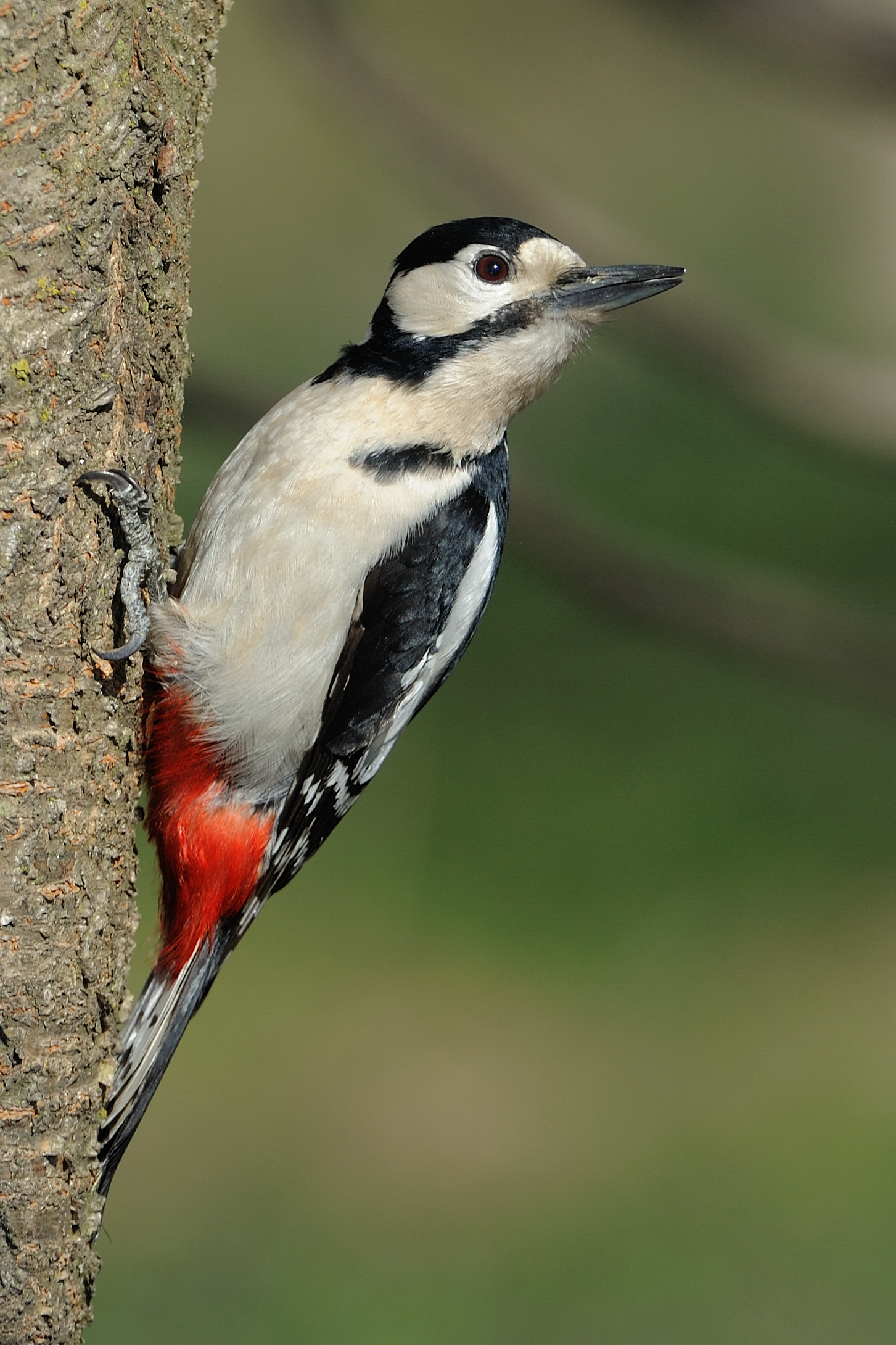 Woodpecker f.