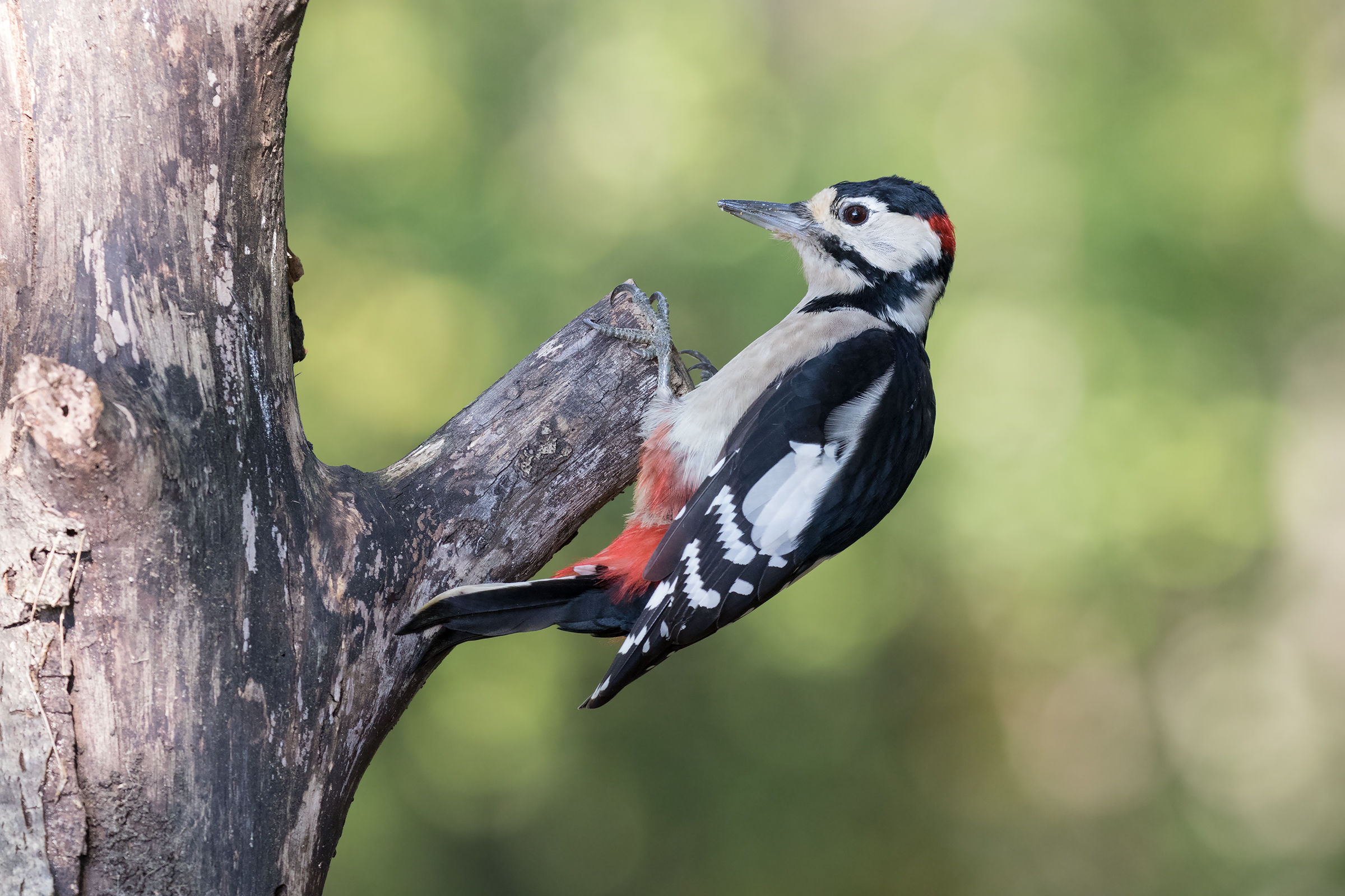 Senior Red Woodpeckers