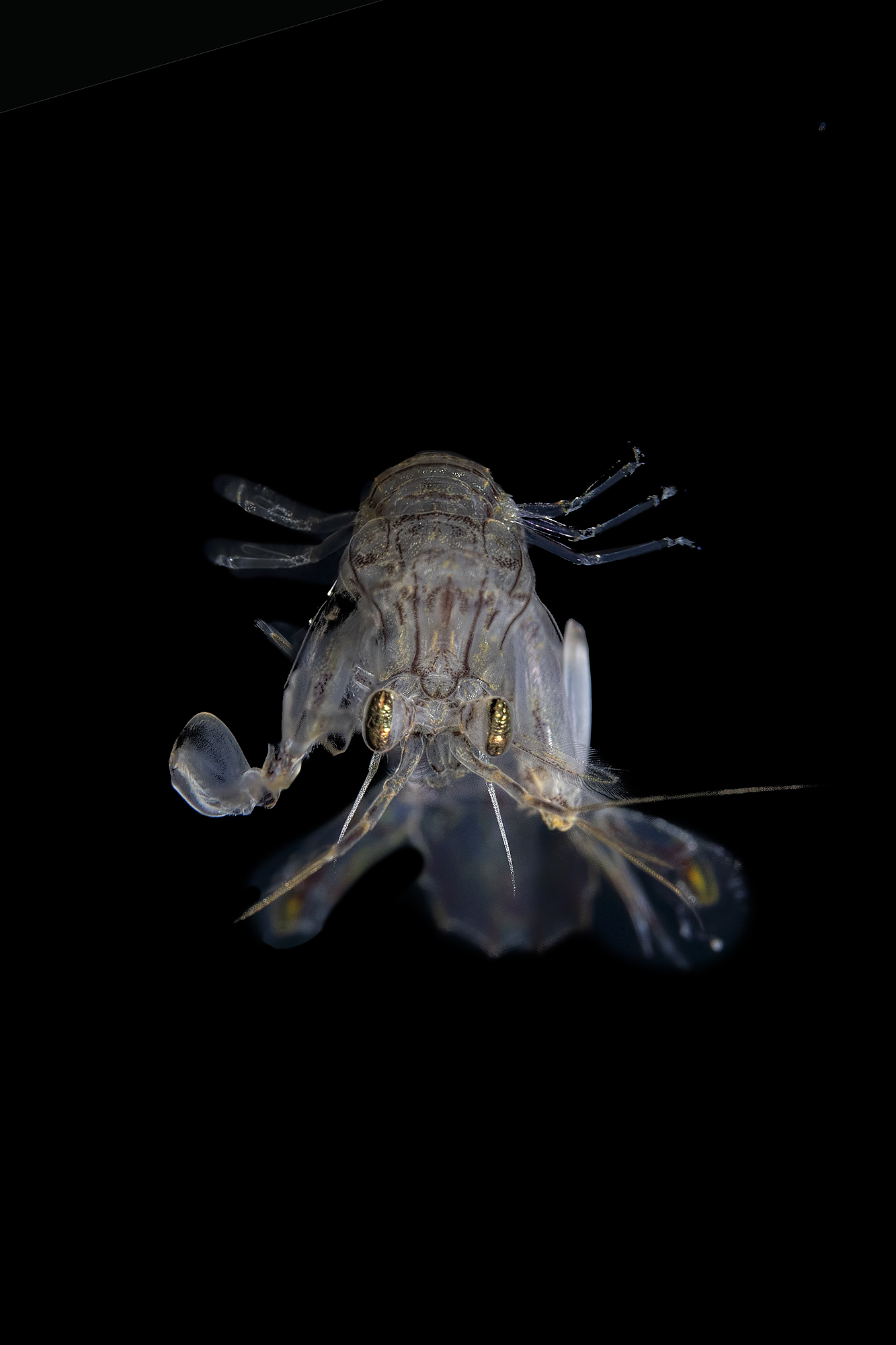 Ring Mantis Post Larval phase