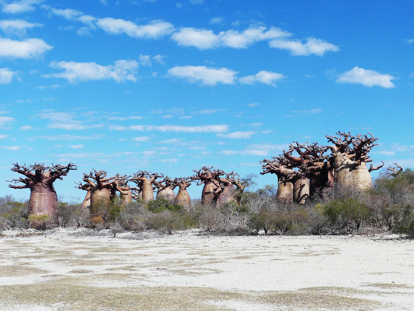 Madagascar - Baobab "a bottiglia" ( Adansonia fony...