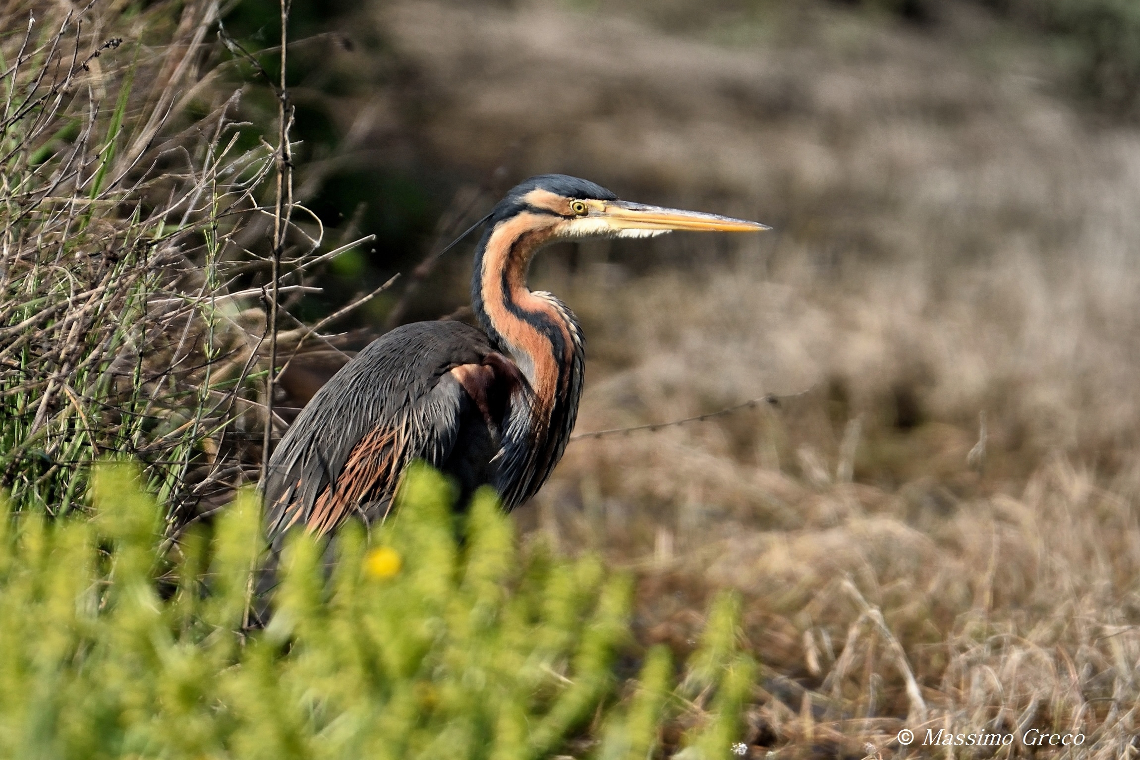 Red Heron (Ardea purpurea)
