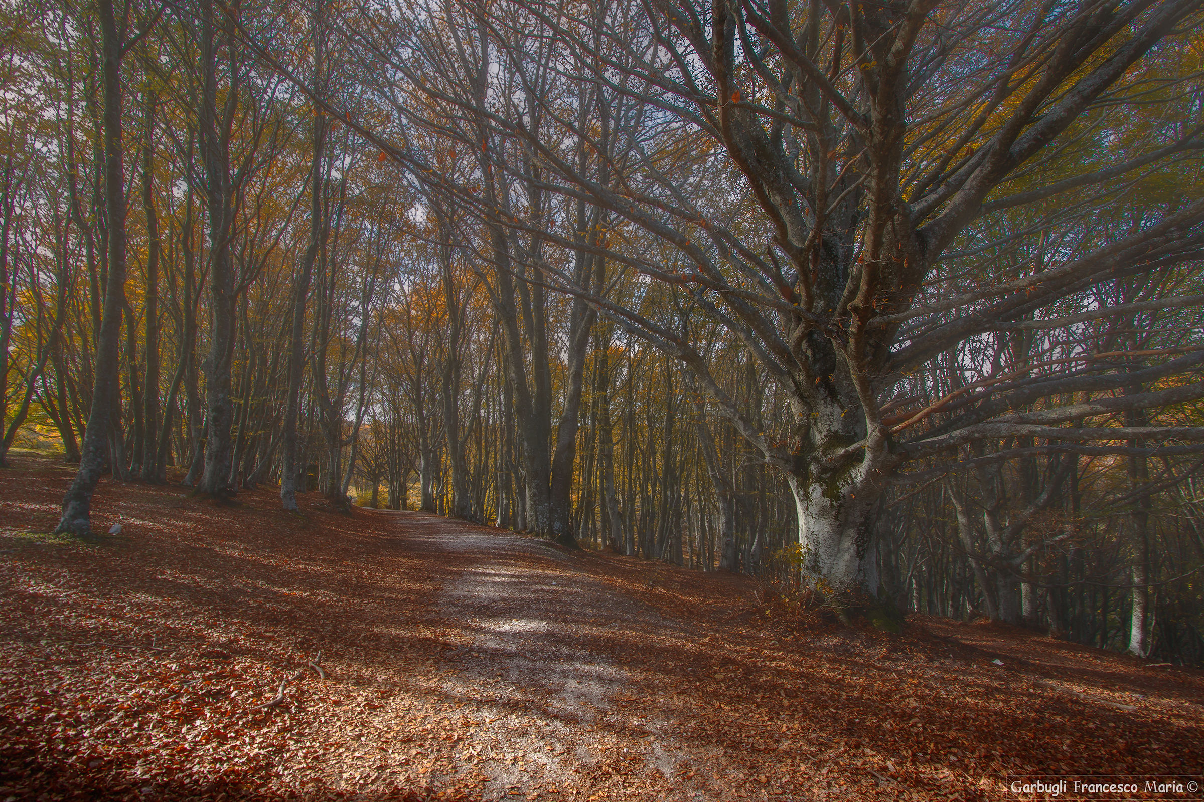 Rosso autunno a Canfaito....