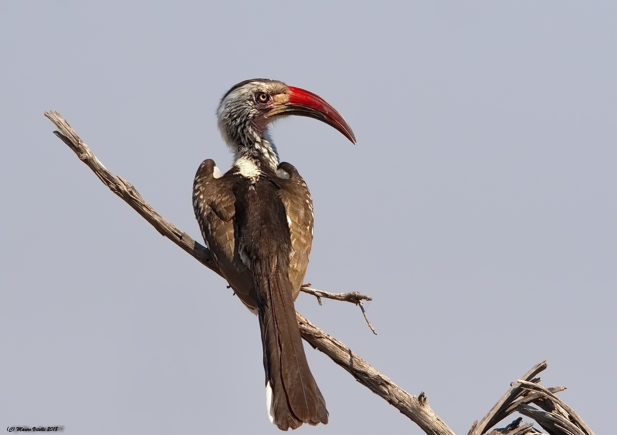 Bucero beccorosso (Tockus rufirostris)
