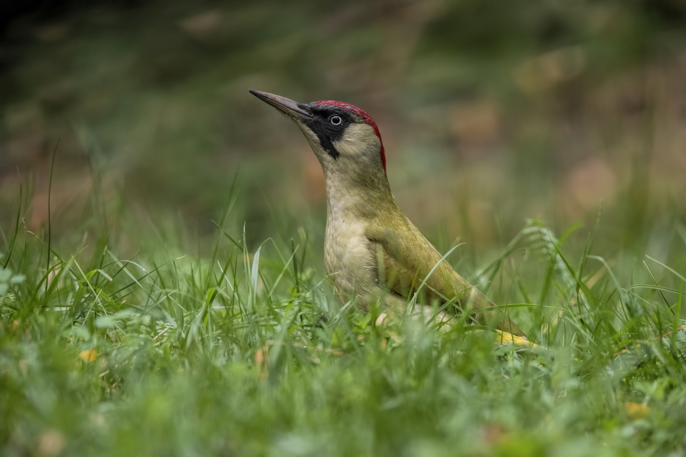 Green Woodpeckers