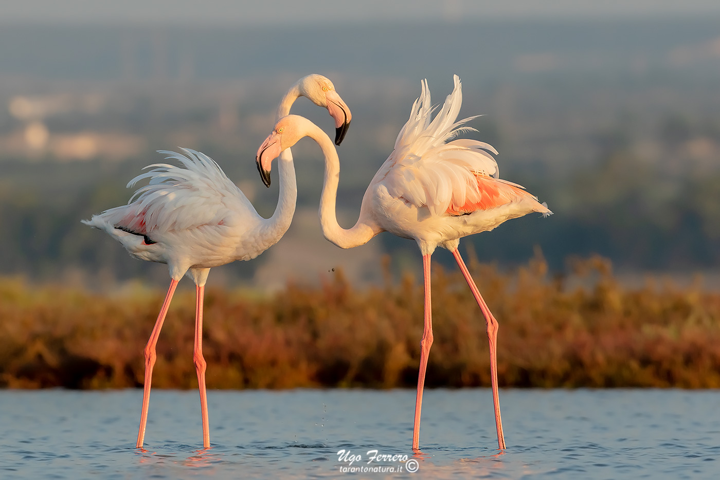Due fenicotteri all'alba