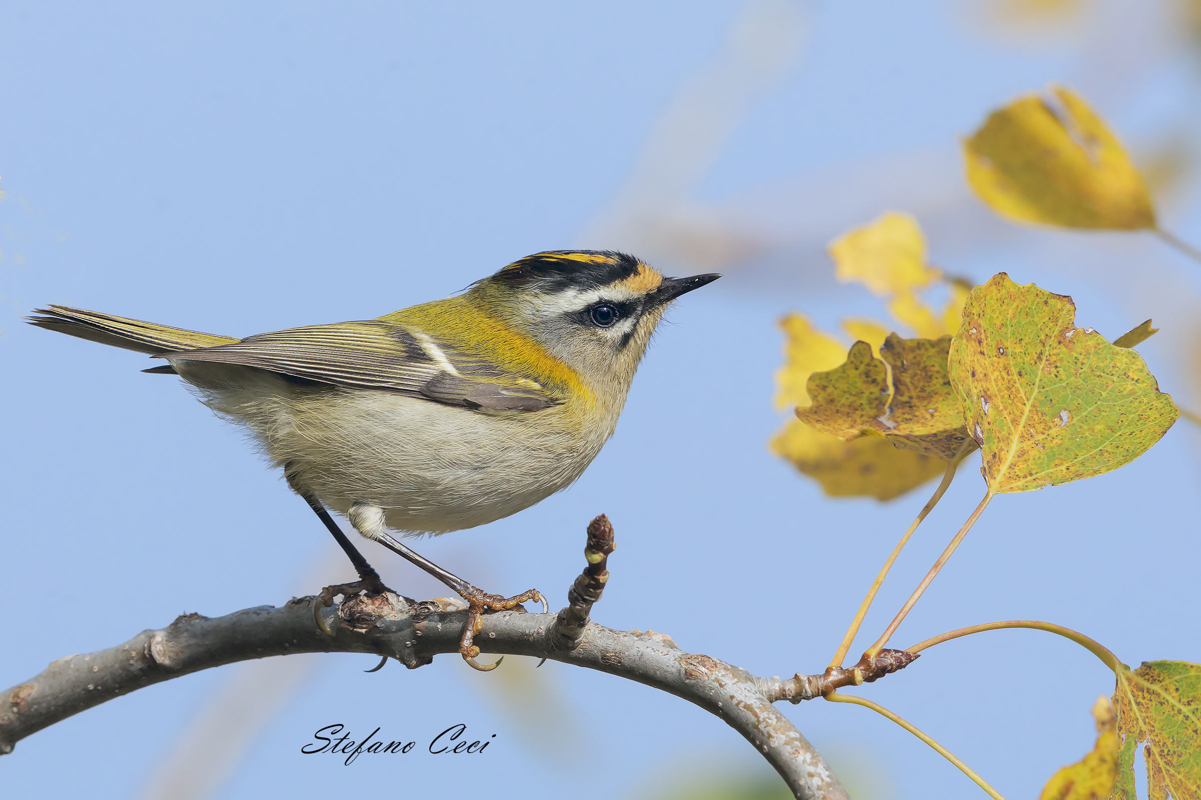 Firecrest