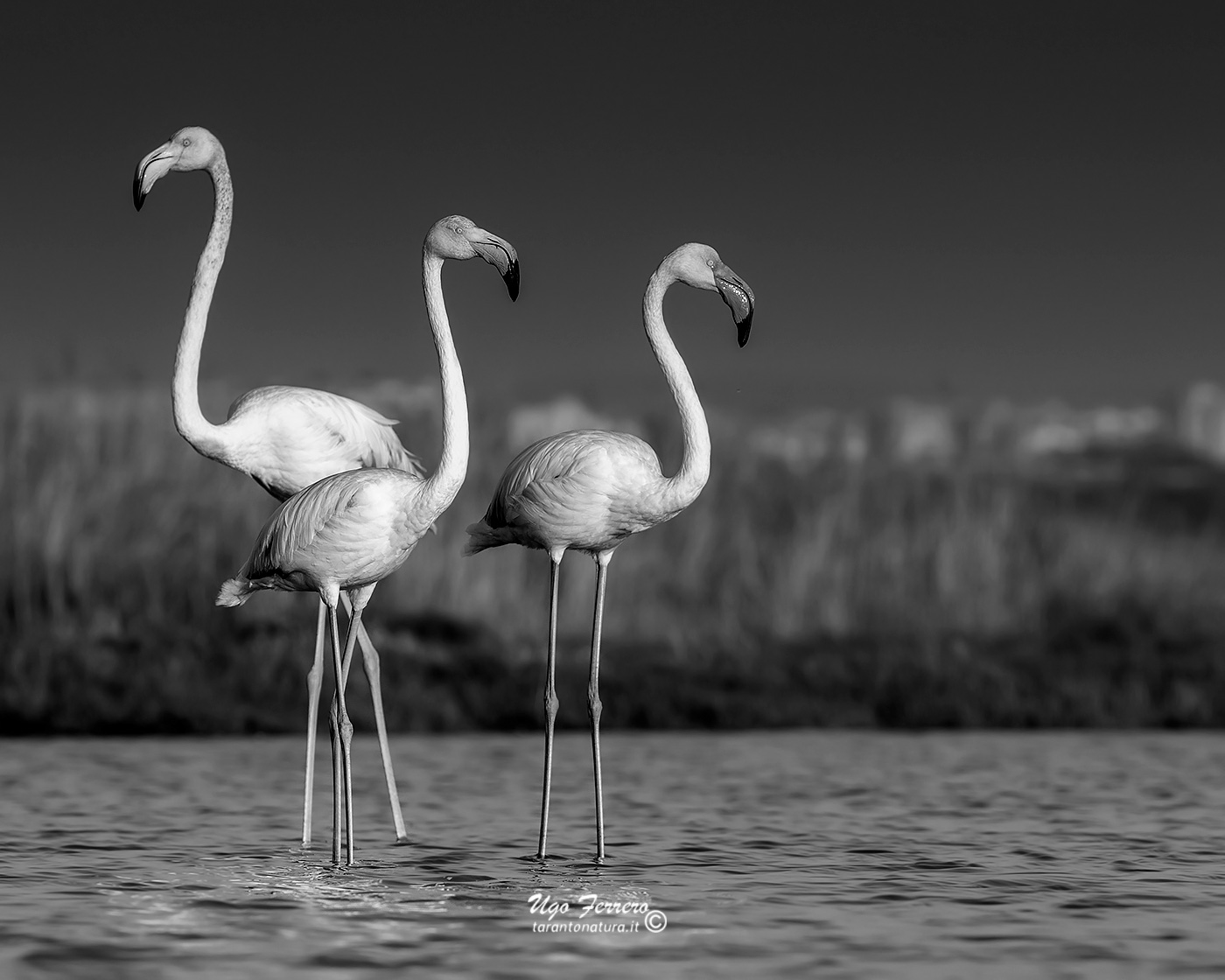 Flamingos b/W