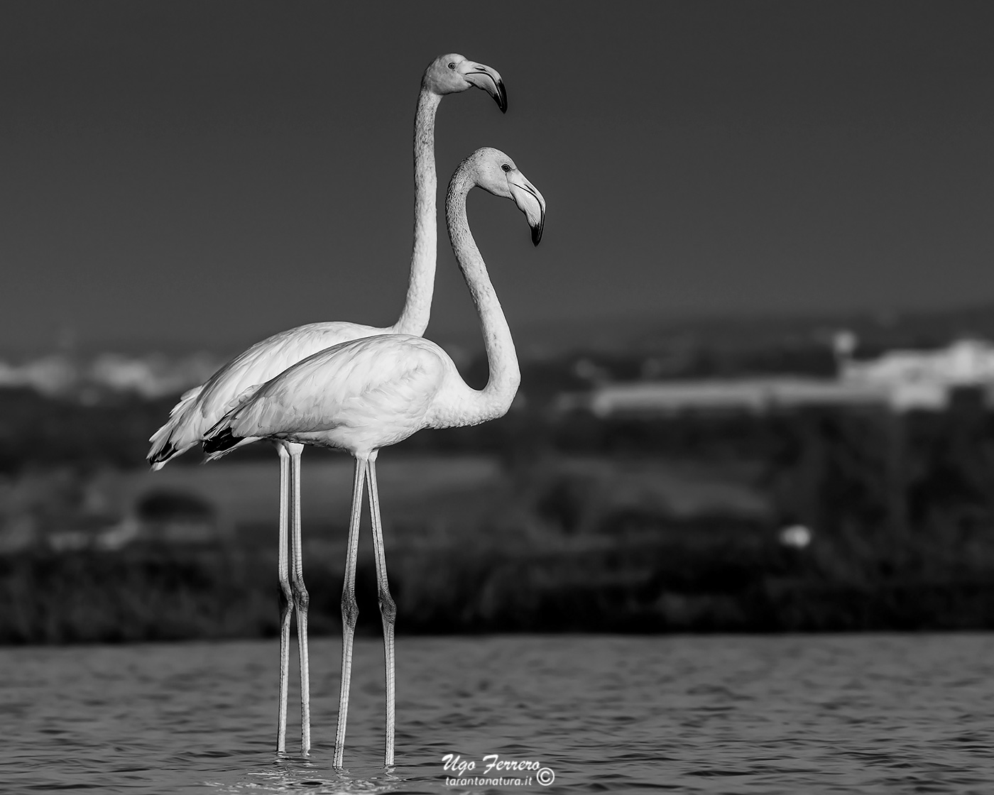 Fenicotteri b/n 2