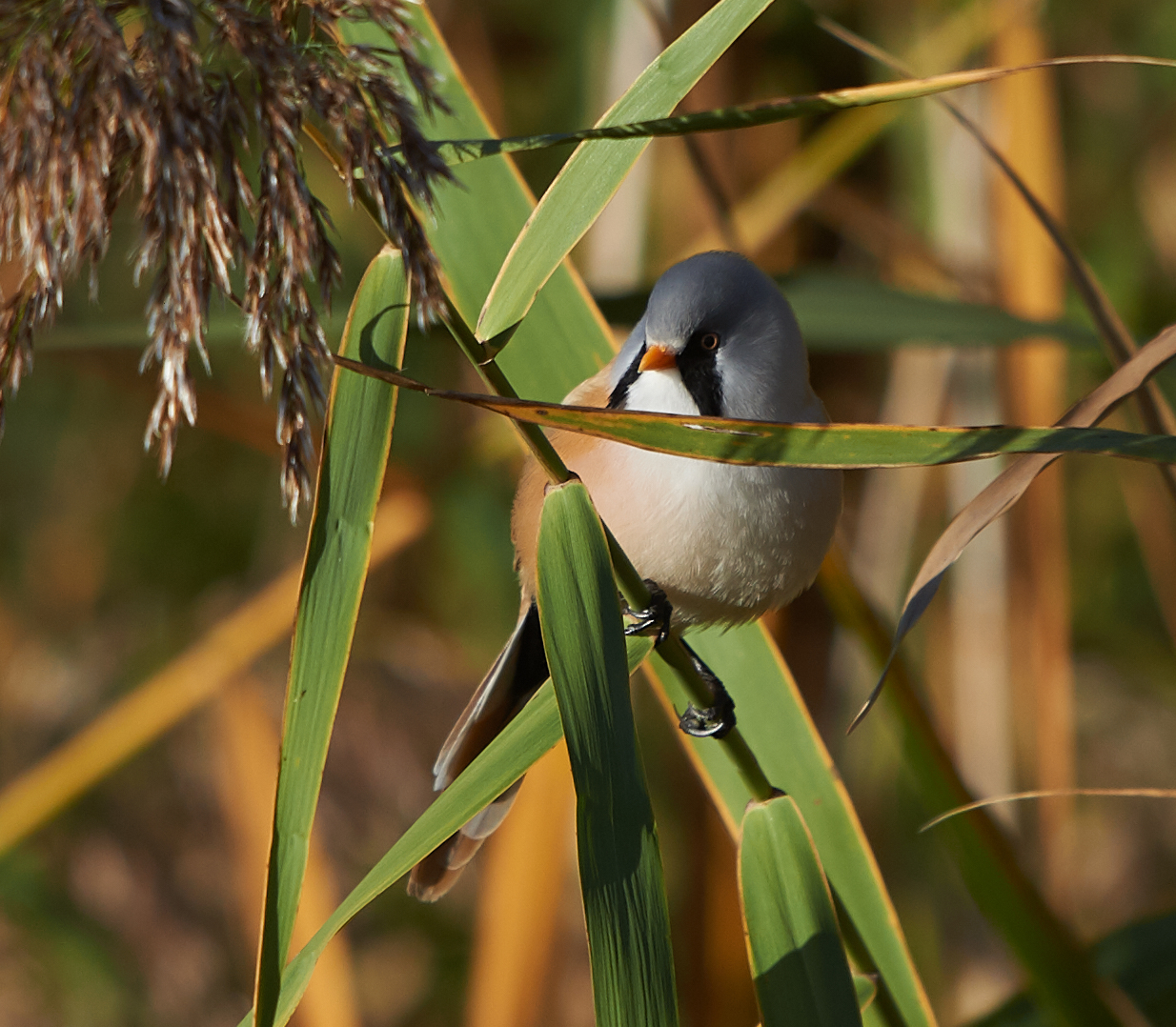 Tit barbuto maschio primo mattino