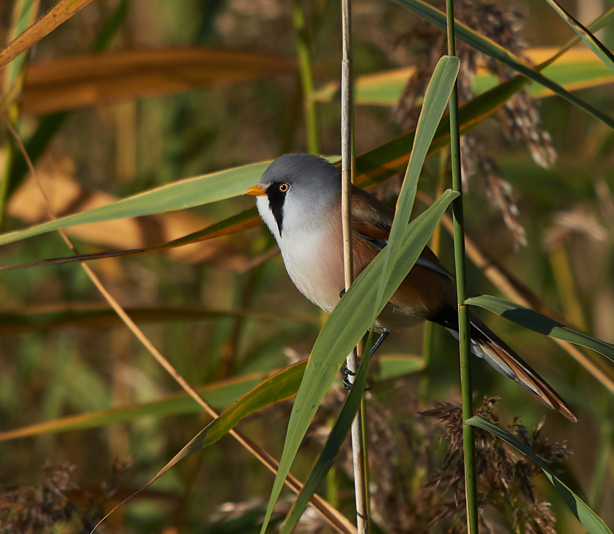 Tit barbuto maschio primo mattino