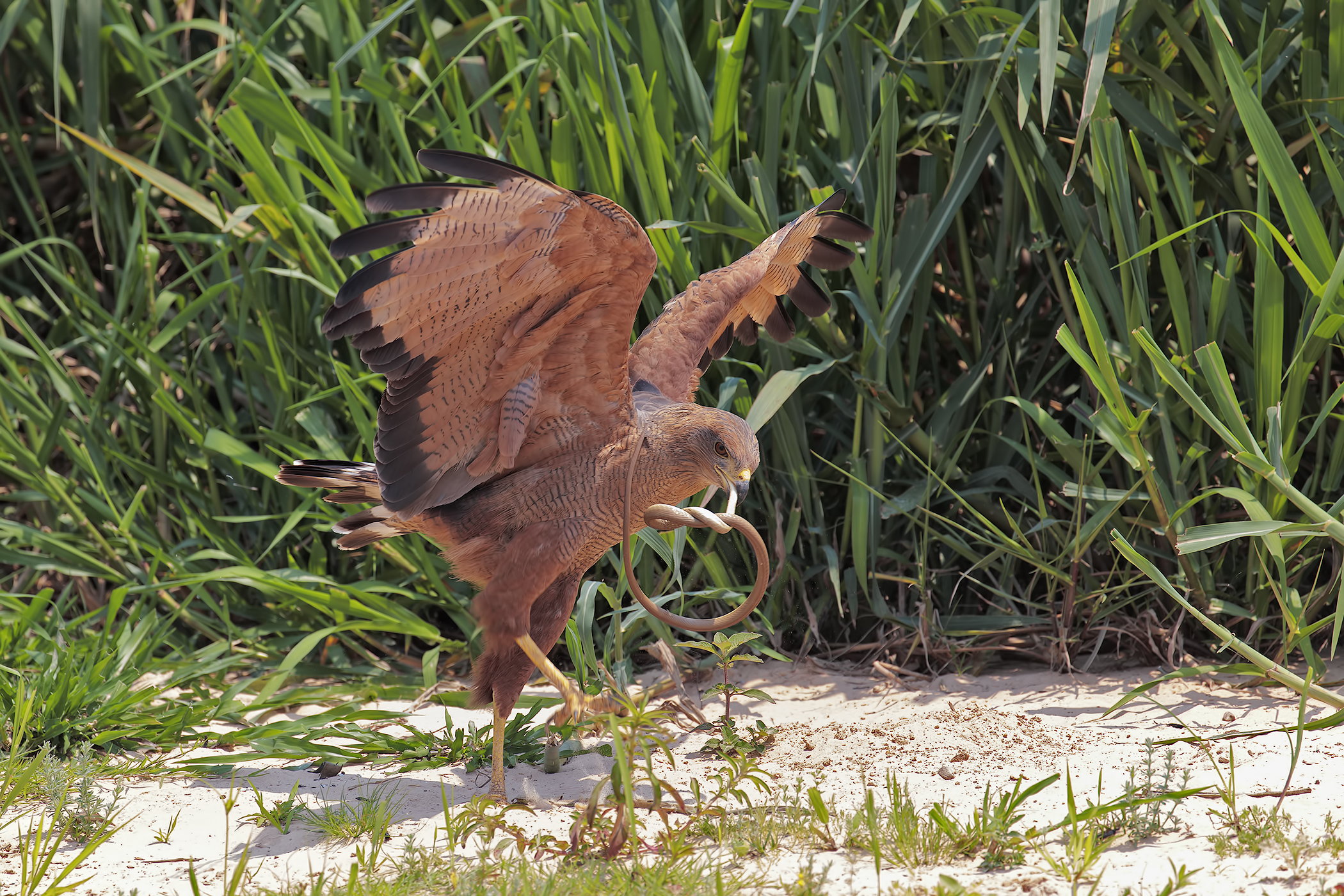 Poiana delle savane con preda (Cribo indaco)