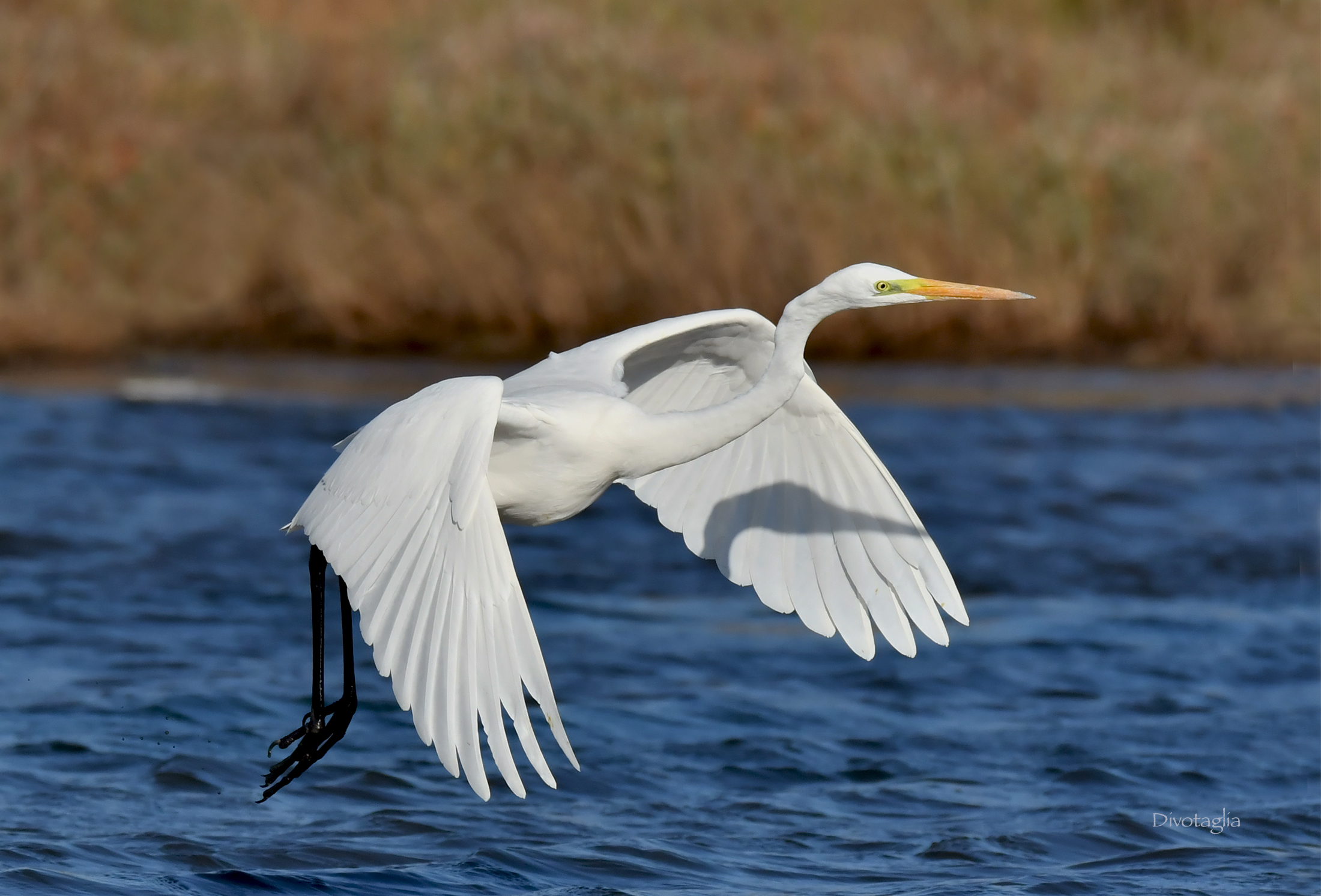 Greater White Heron