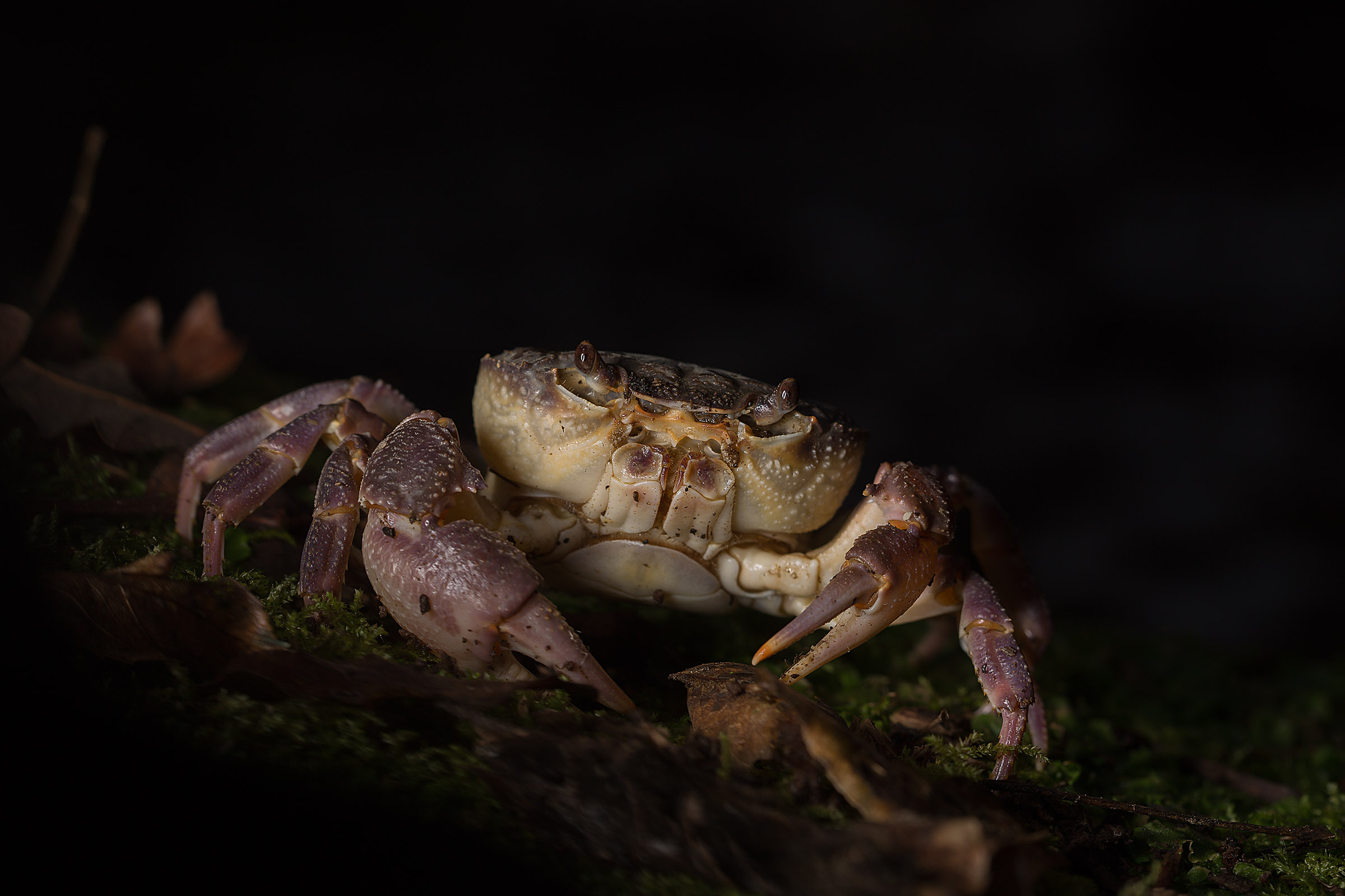 River Crab