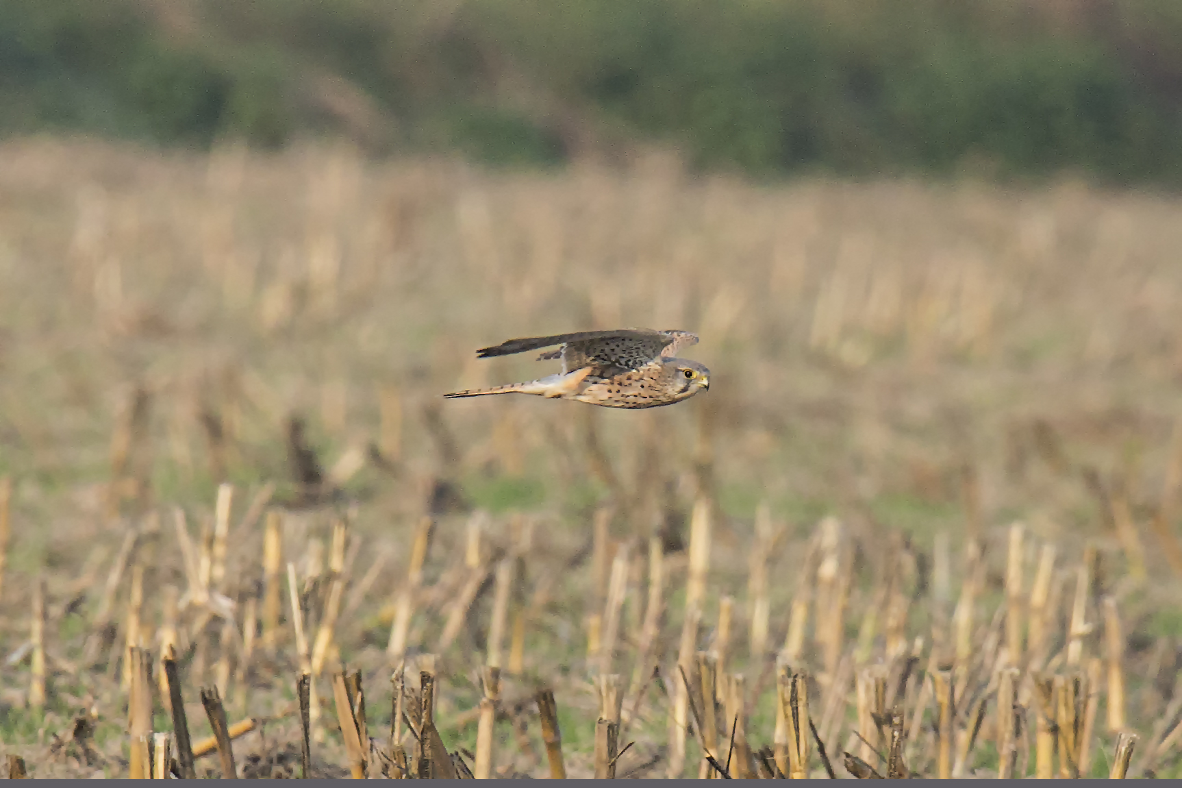 Male Kestrel