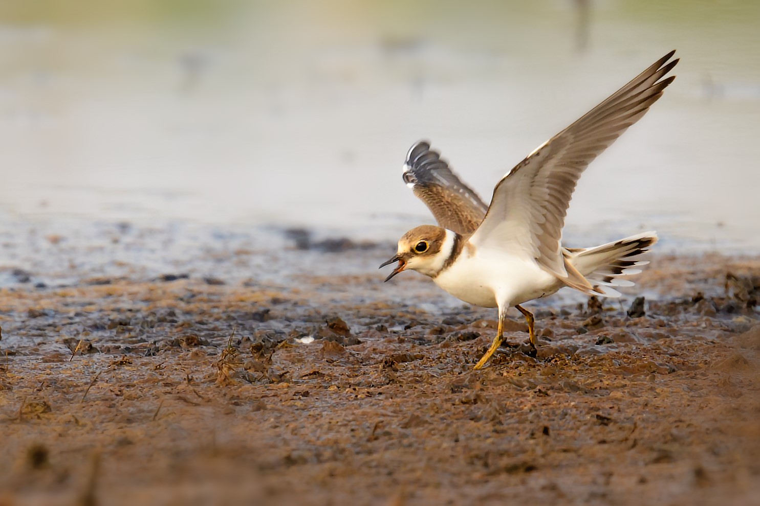 Agitated Little Courier
