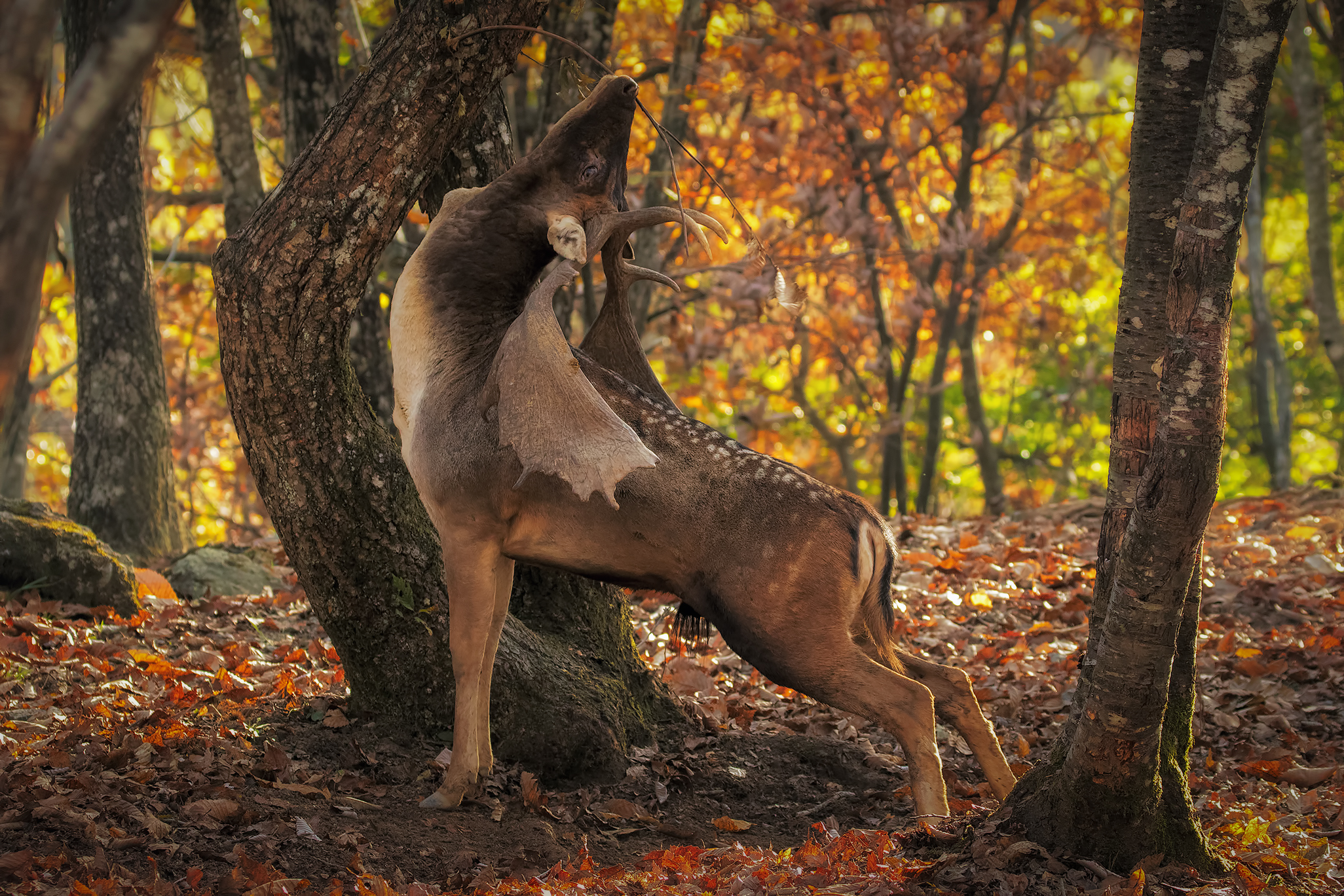 Palancone "Daino M."