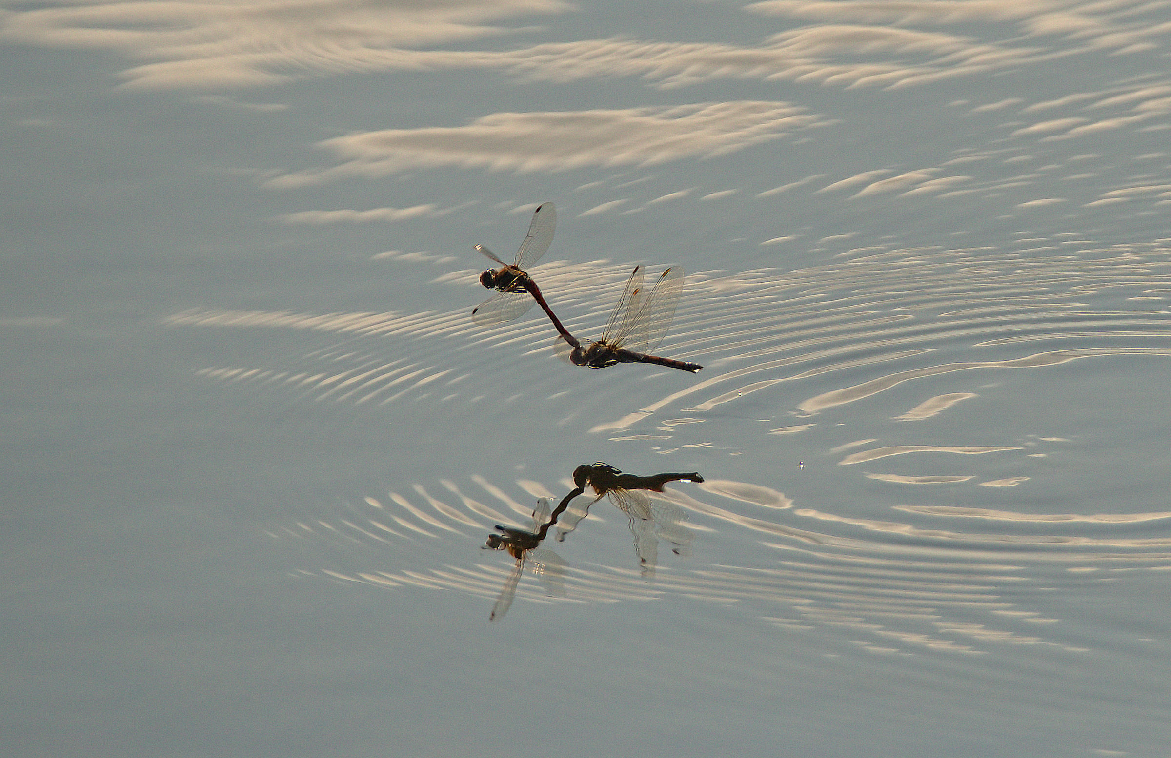 Libellule in deposizione