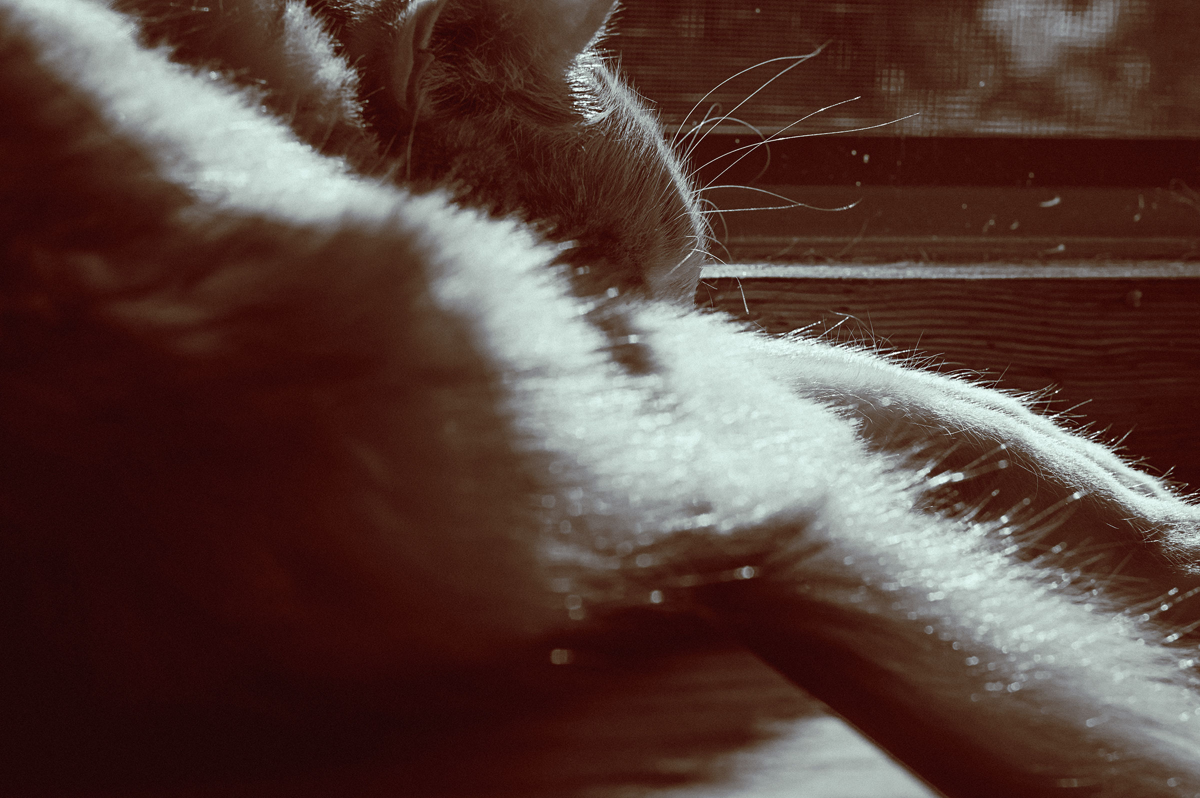 Prova resa pentax smc50 f 1,4 a diaframmi chiusi BN