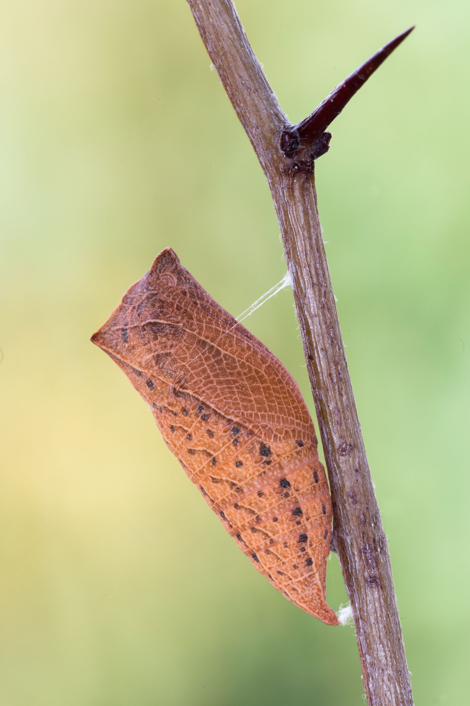 Crisalide melanica svernante di Podalirio ...