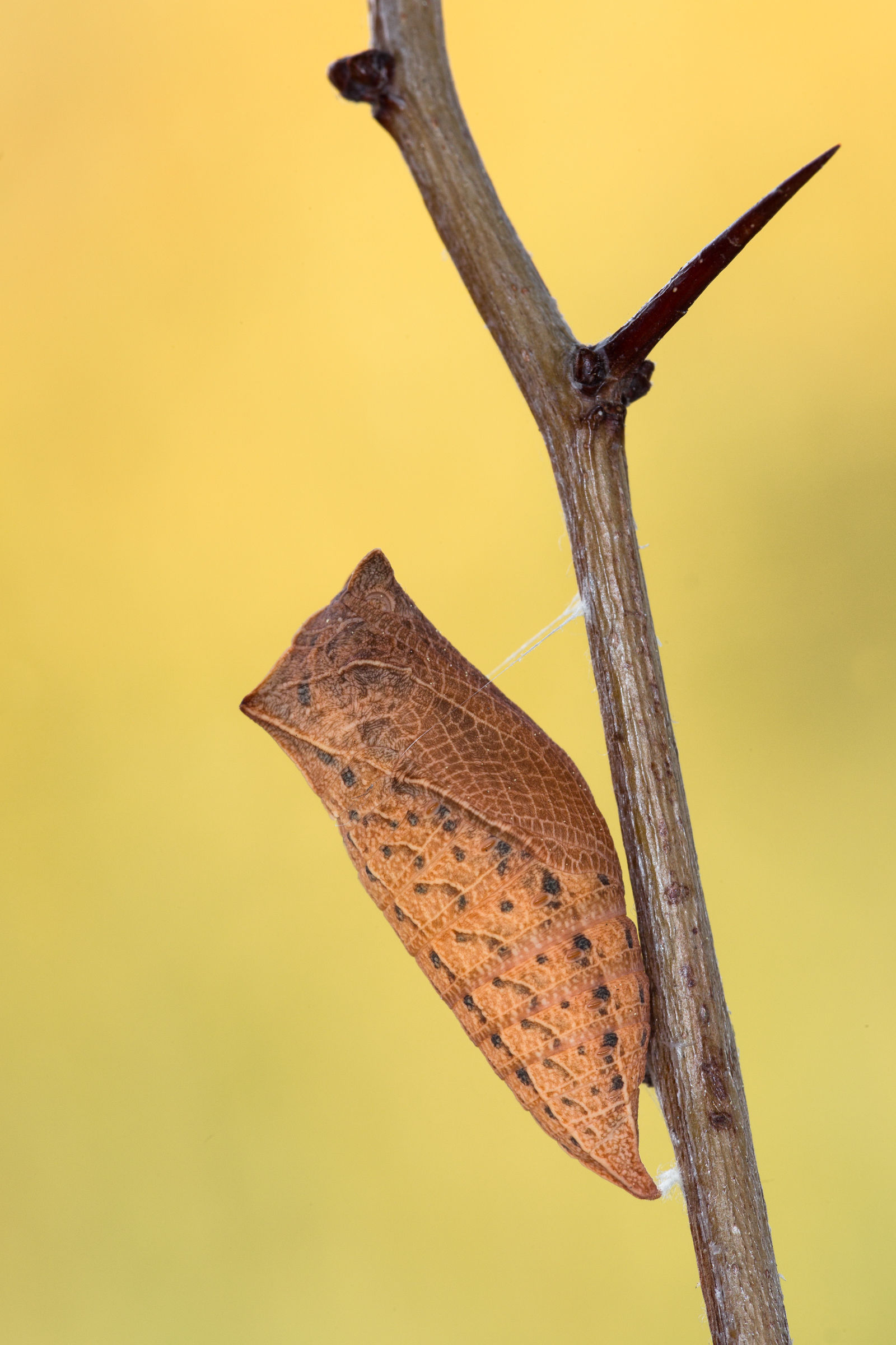 Crisalide melanica svernante di Podalirio ...