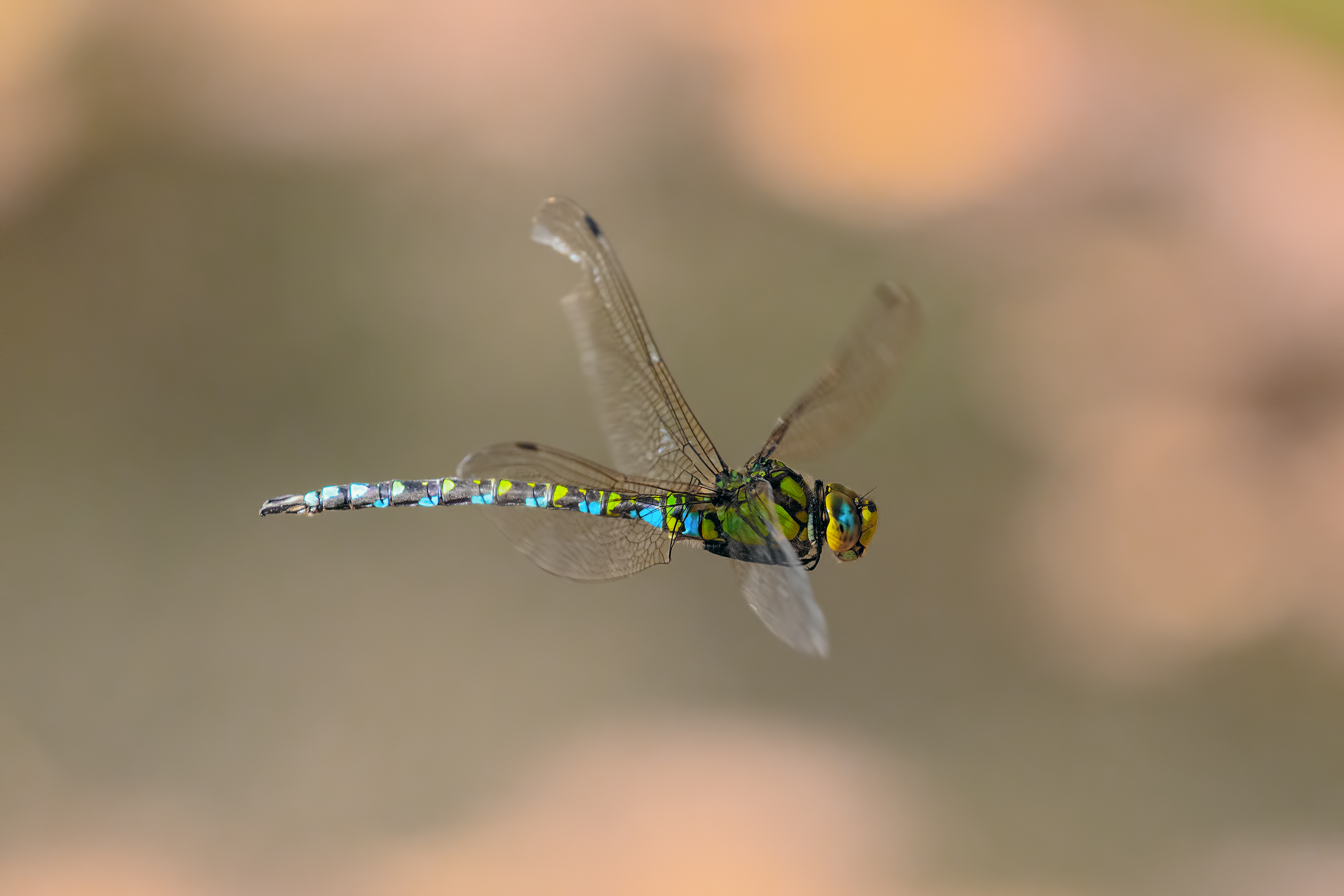 Dragonfly in flight
