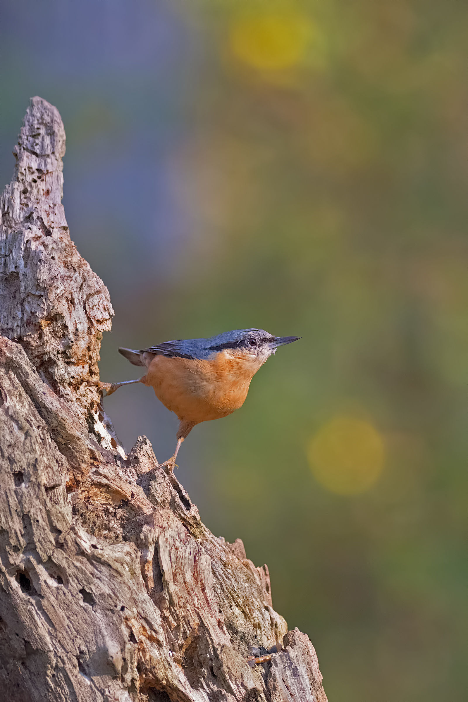 Nuthatch