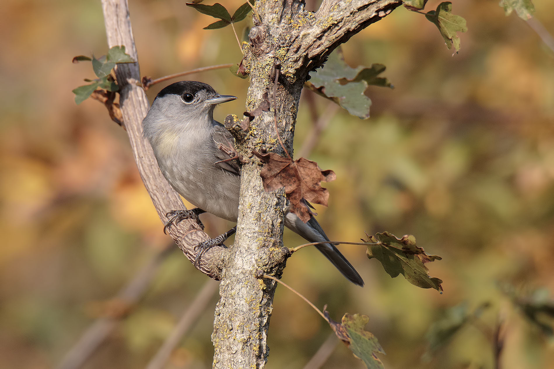 Blackcap