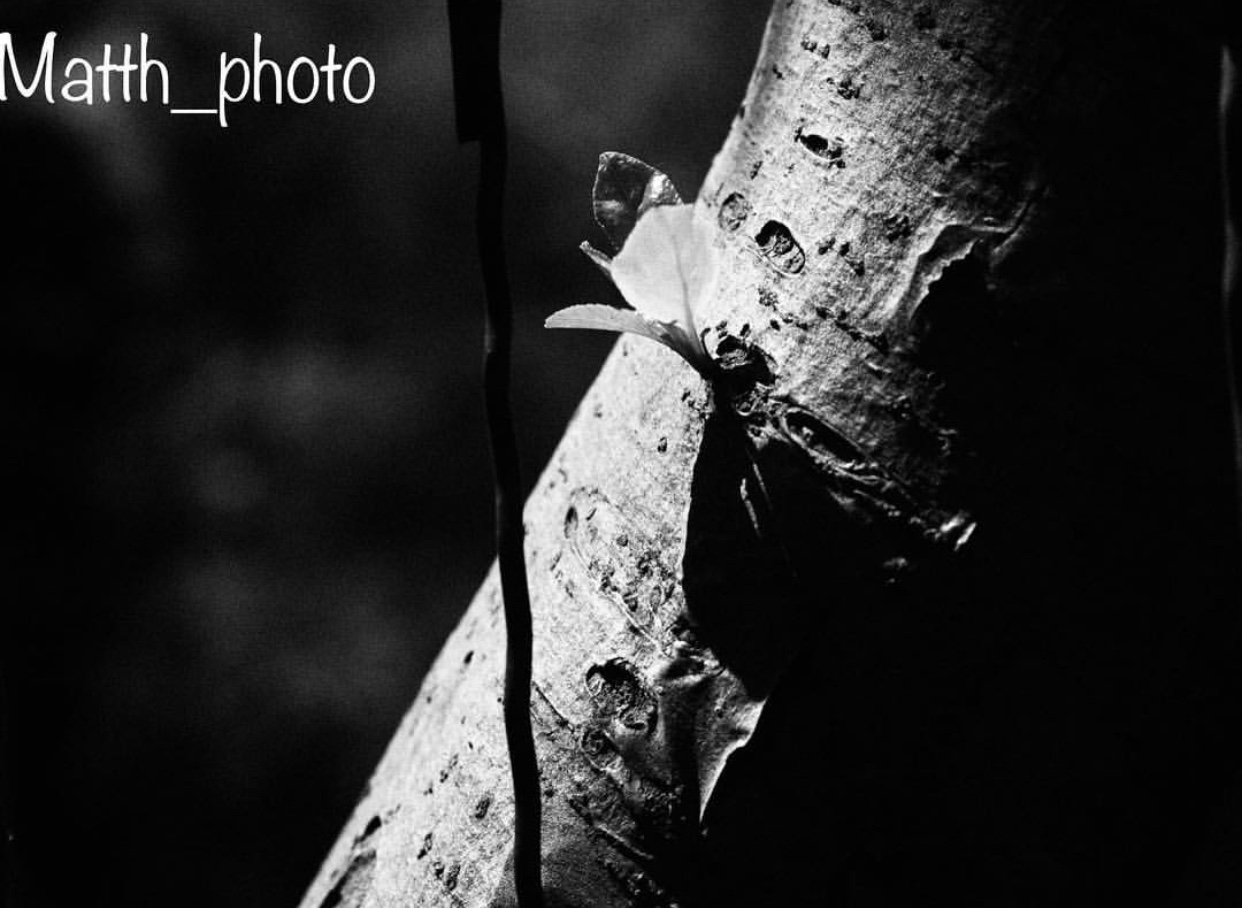 Tronco bianco e nero