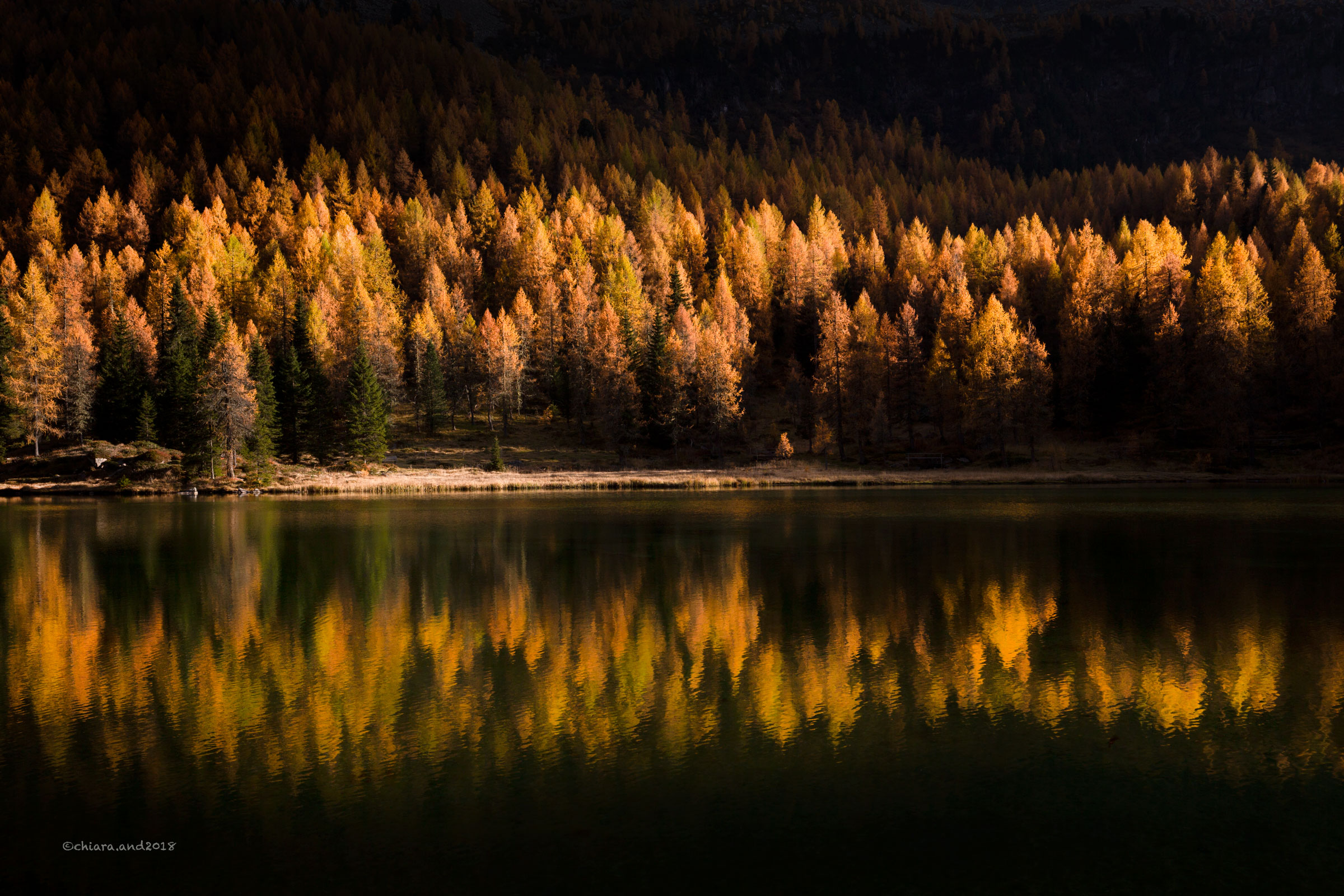 Larici !!!! che magia!!!!