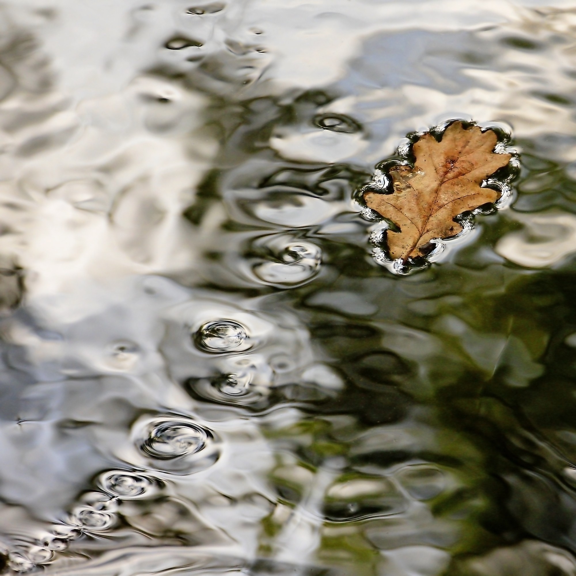 Nel silenzio del bosco qualcosa si muove....