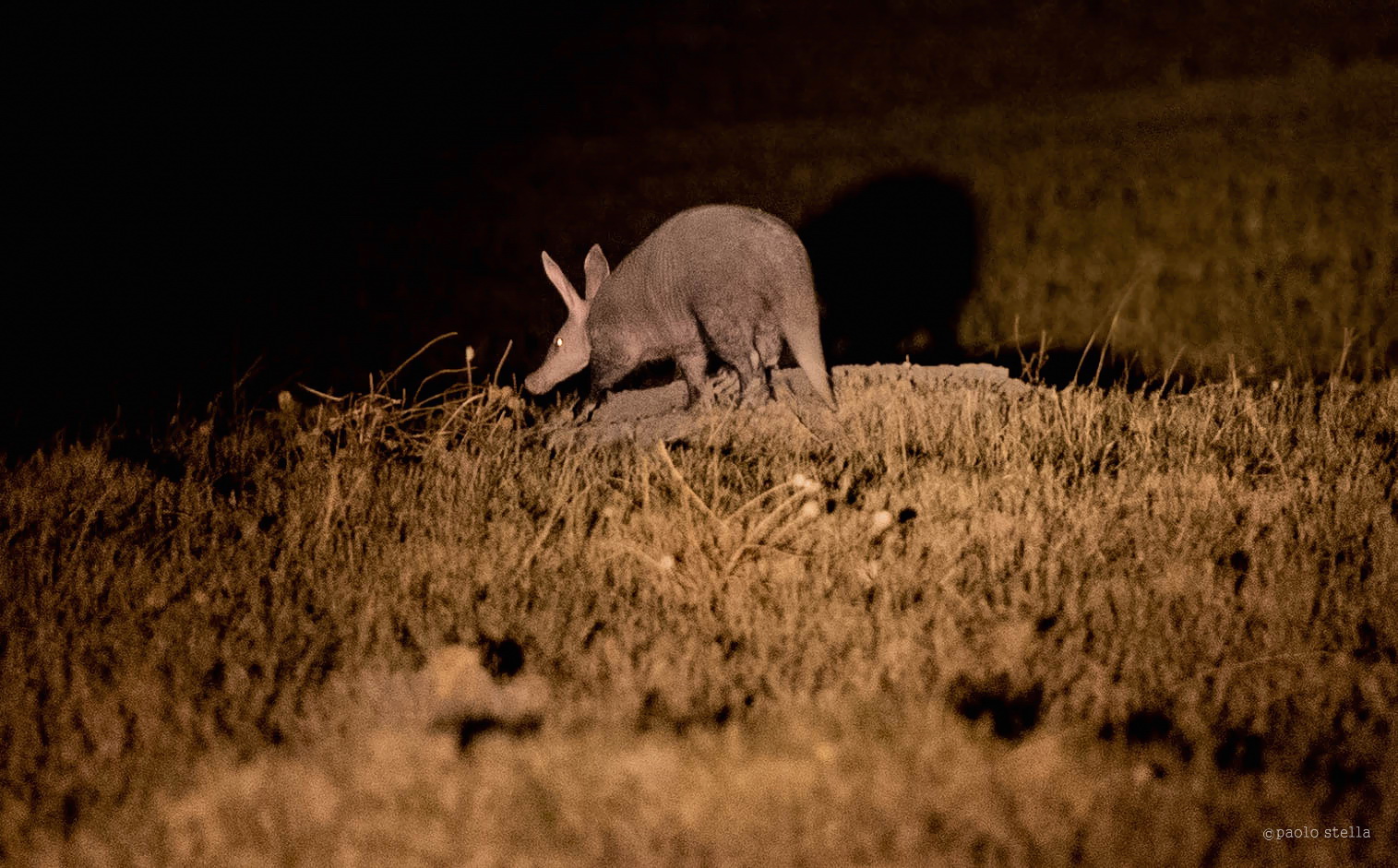 Aardvark