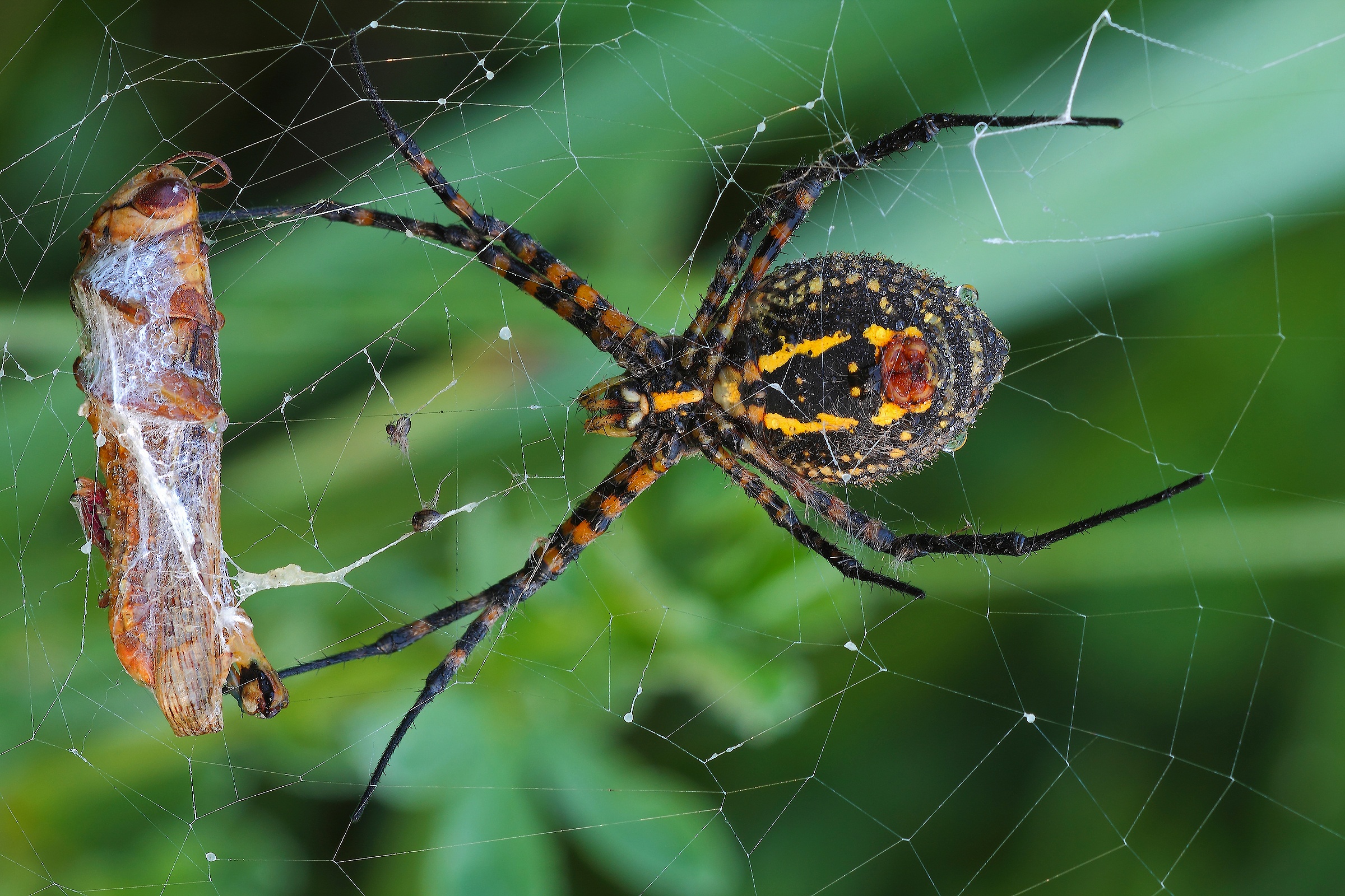 Il Pranzo e' Servito !