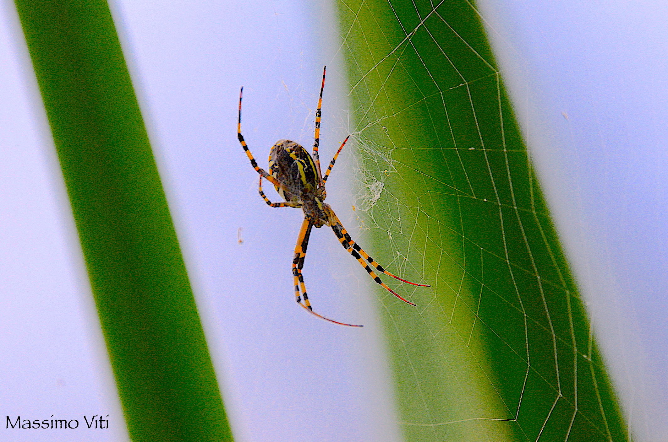 Argiope in controluce