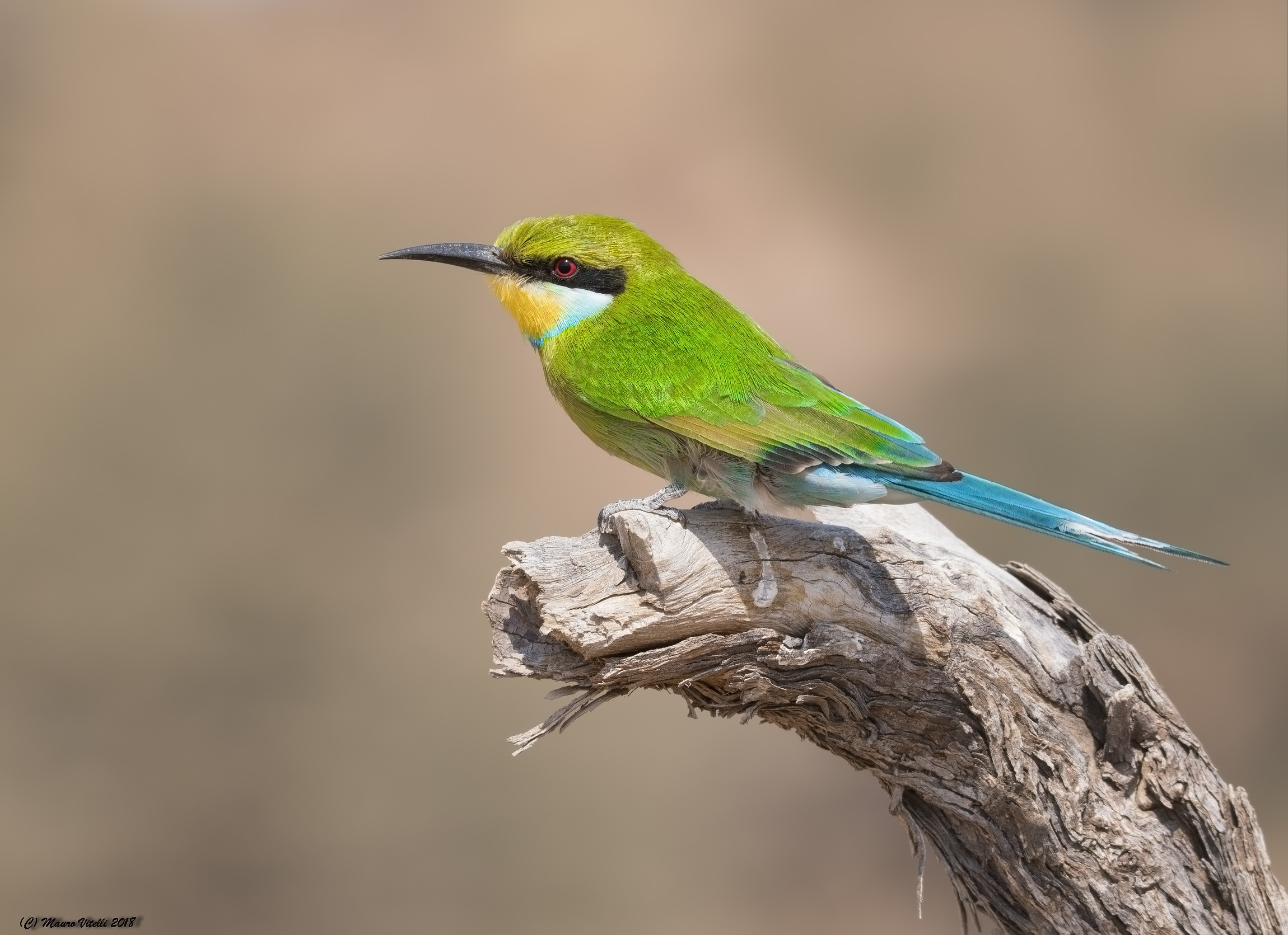 Gruccione Coda di Rondine (Merops hirundineus) Kalahari