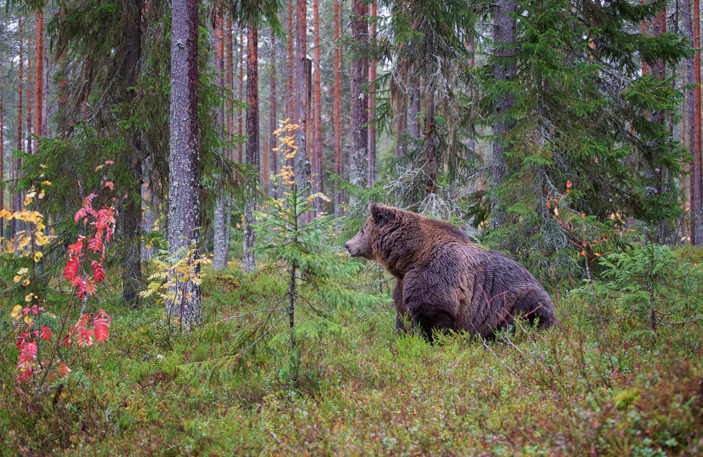 Immersed in the taiga