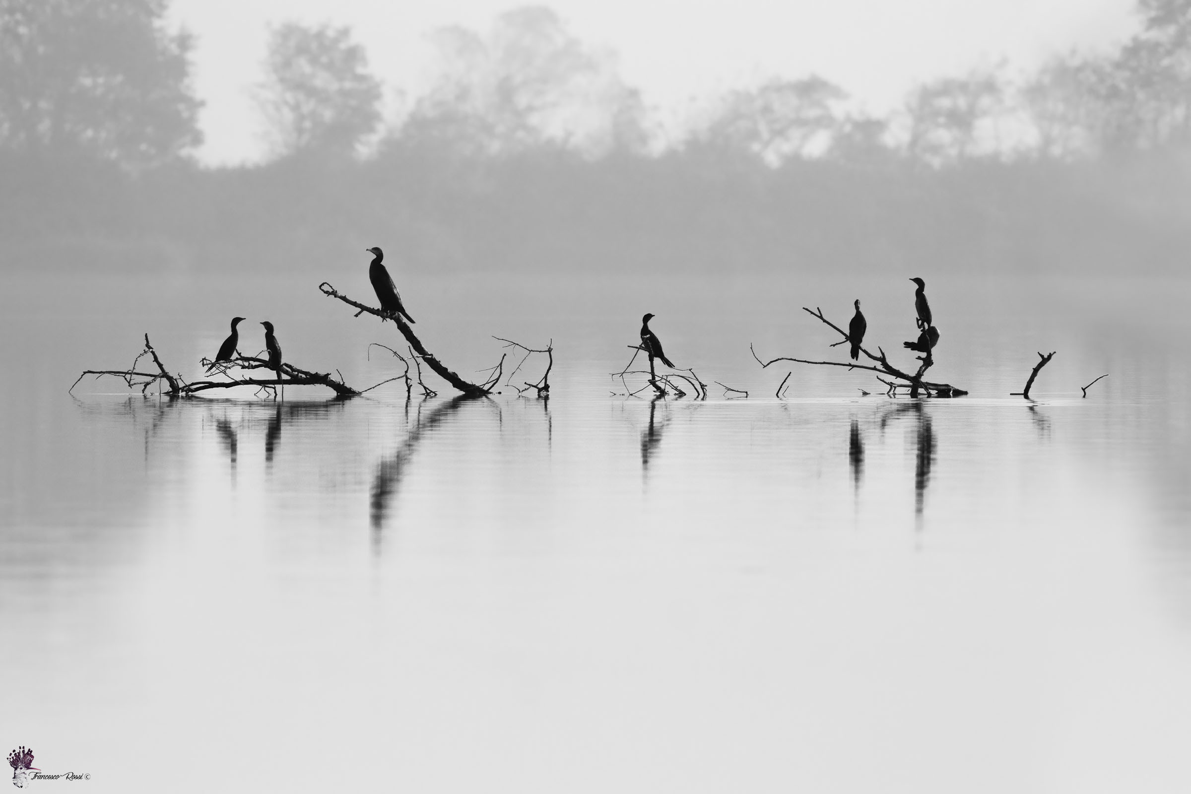 Delta del Po, Cormorants and Marangoni: B&W version