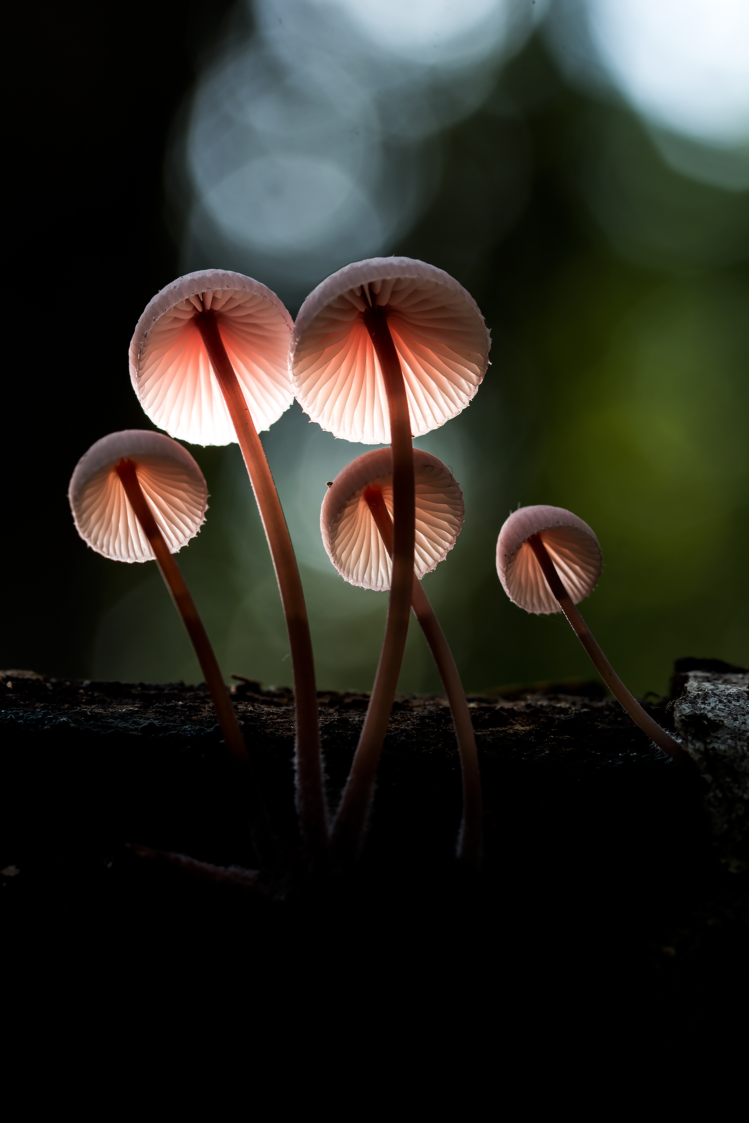 Mycena Ostralegus
