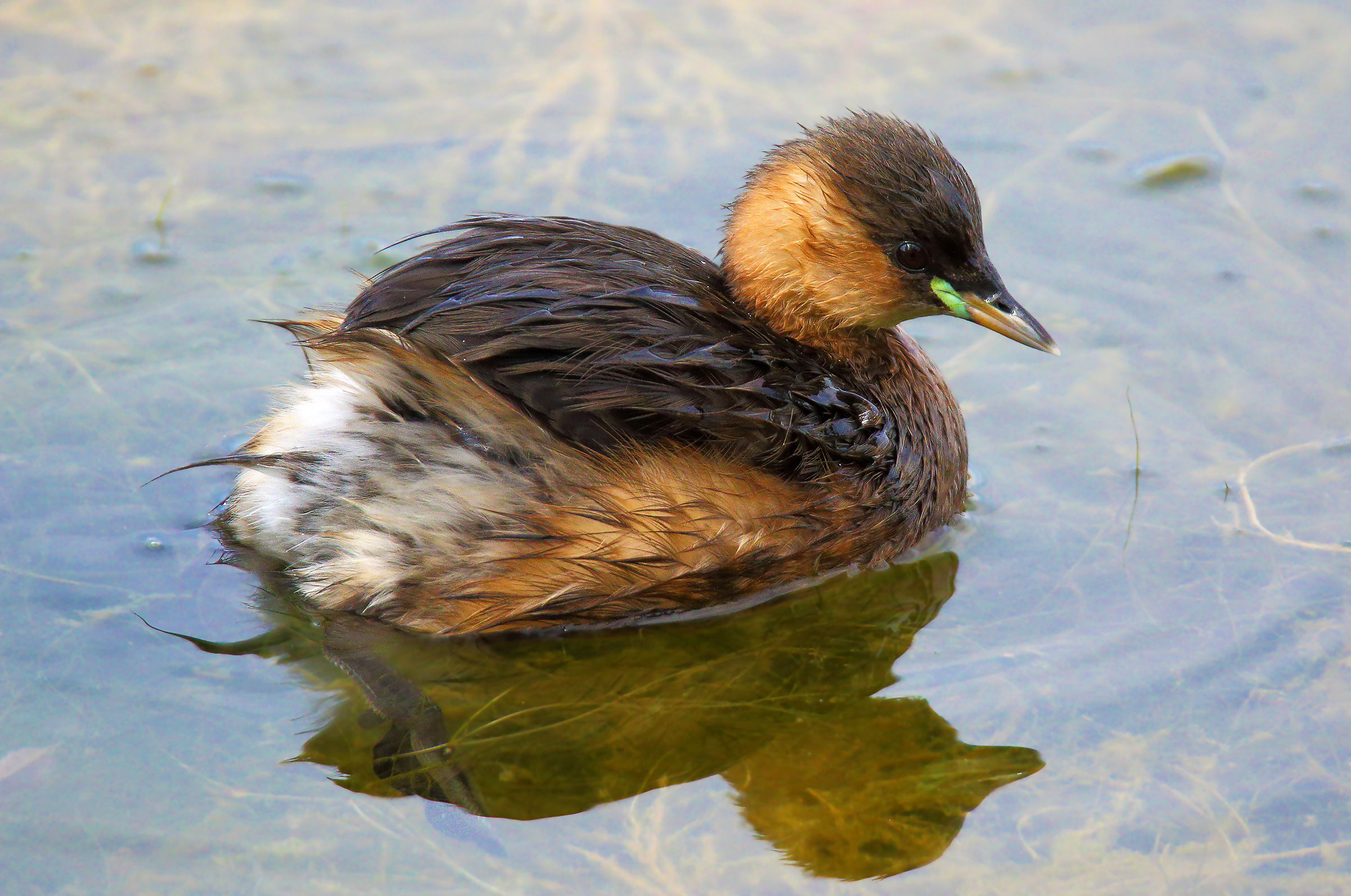 Little Grebe