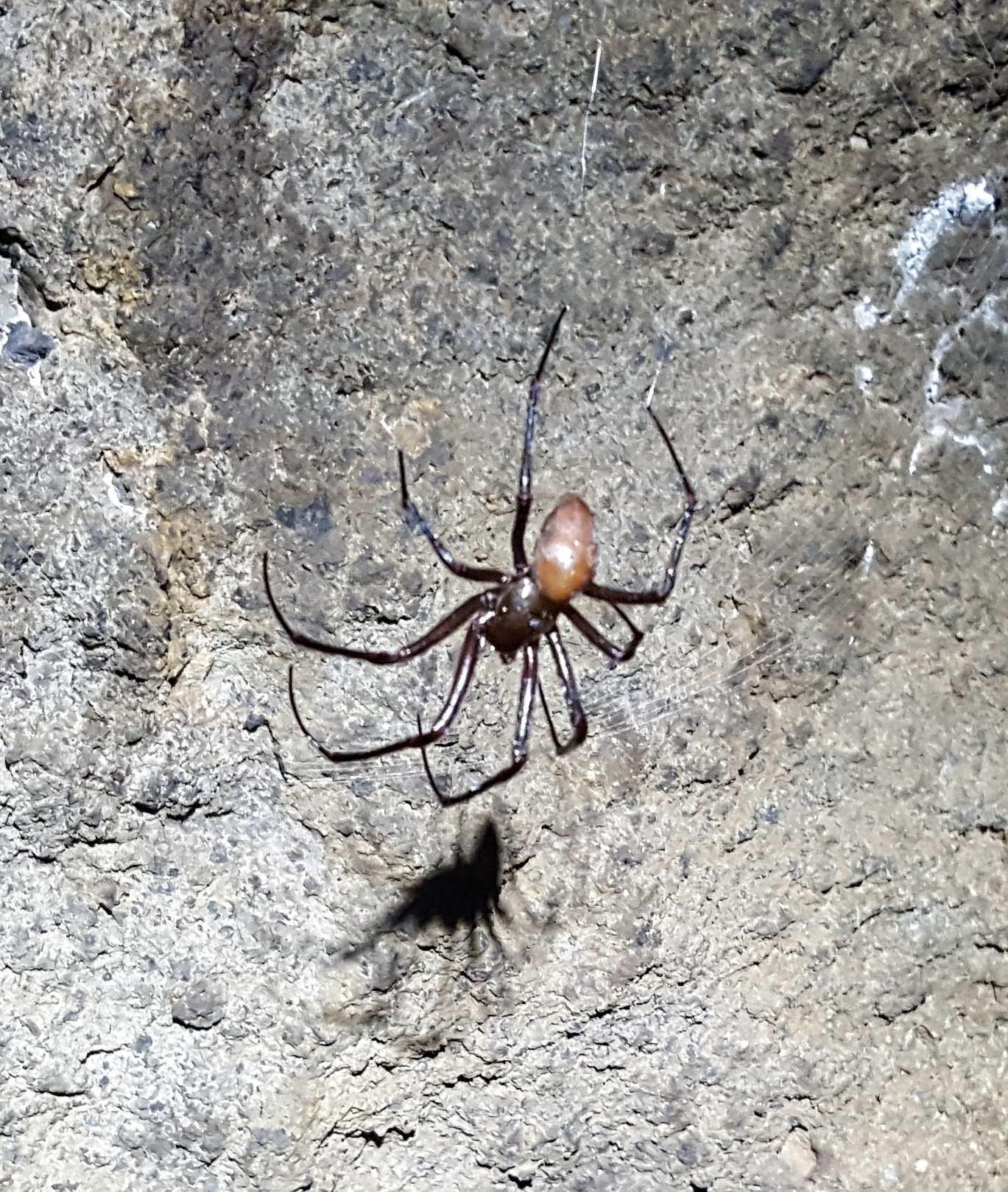 Can anyone tell me what the spider is about?