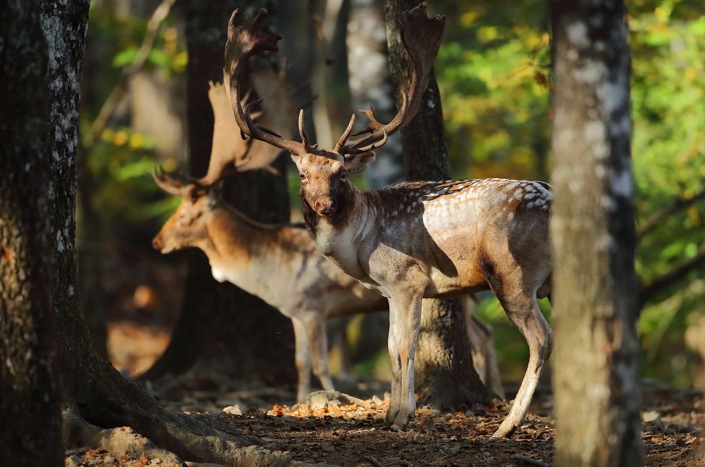 I contendenti dell'arena