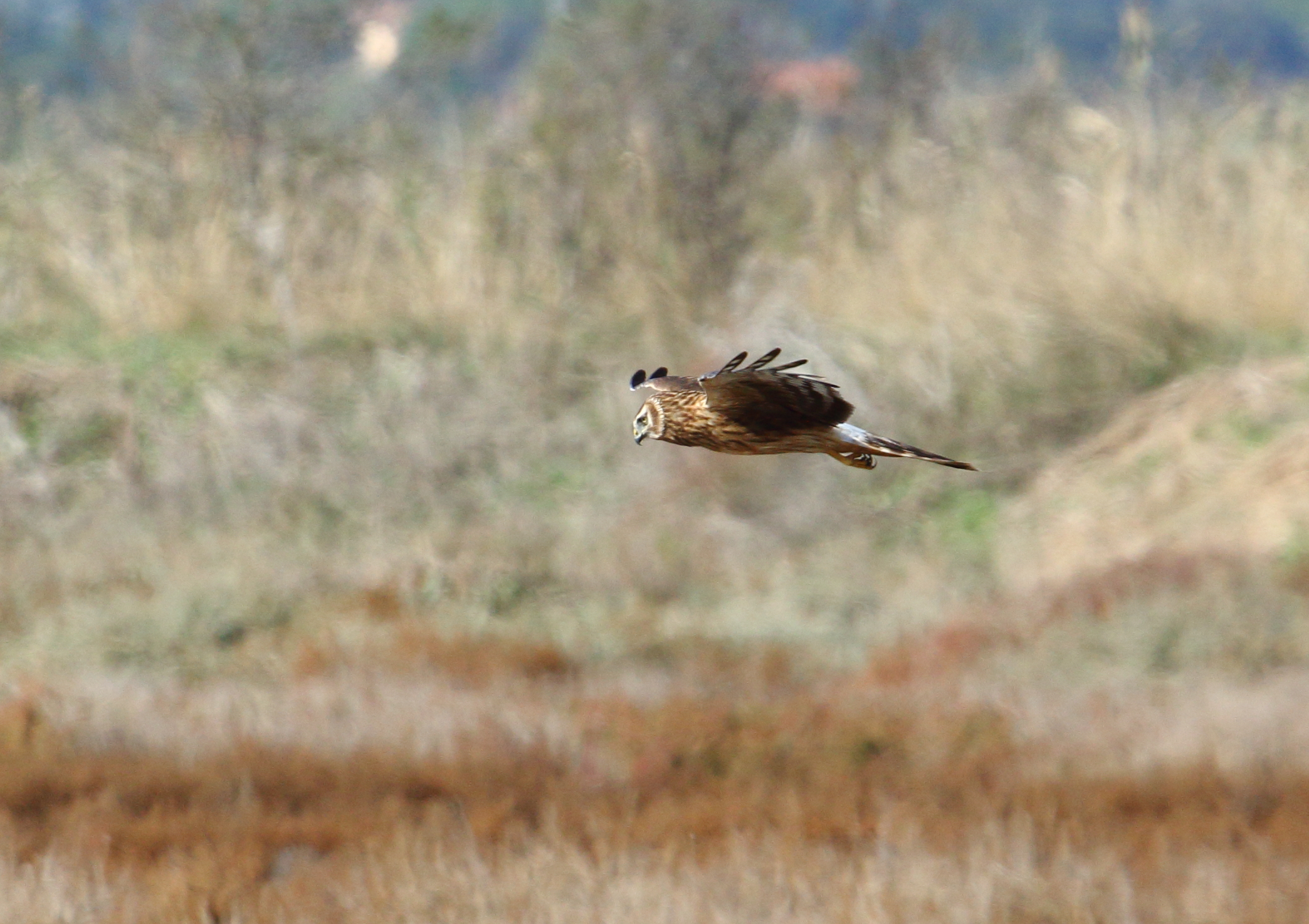 Albanella reale femmina 10/2018 a