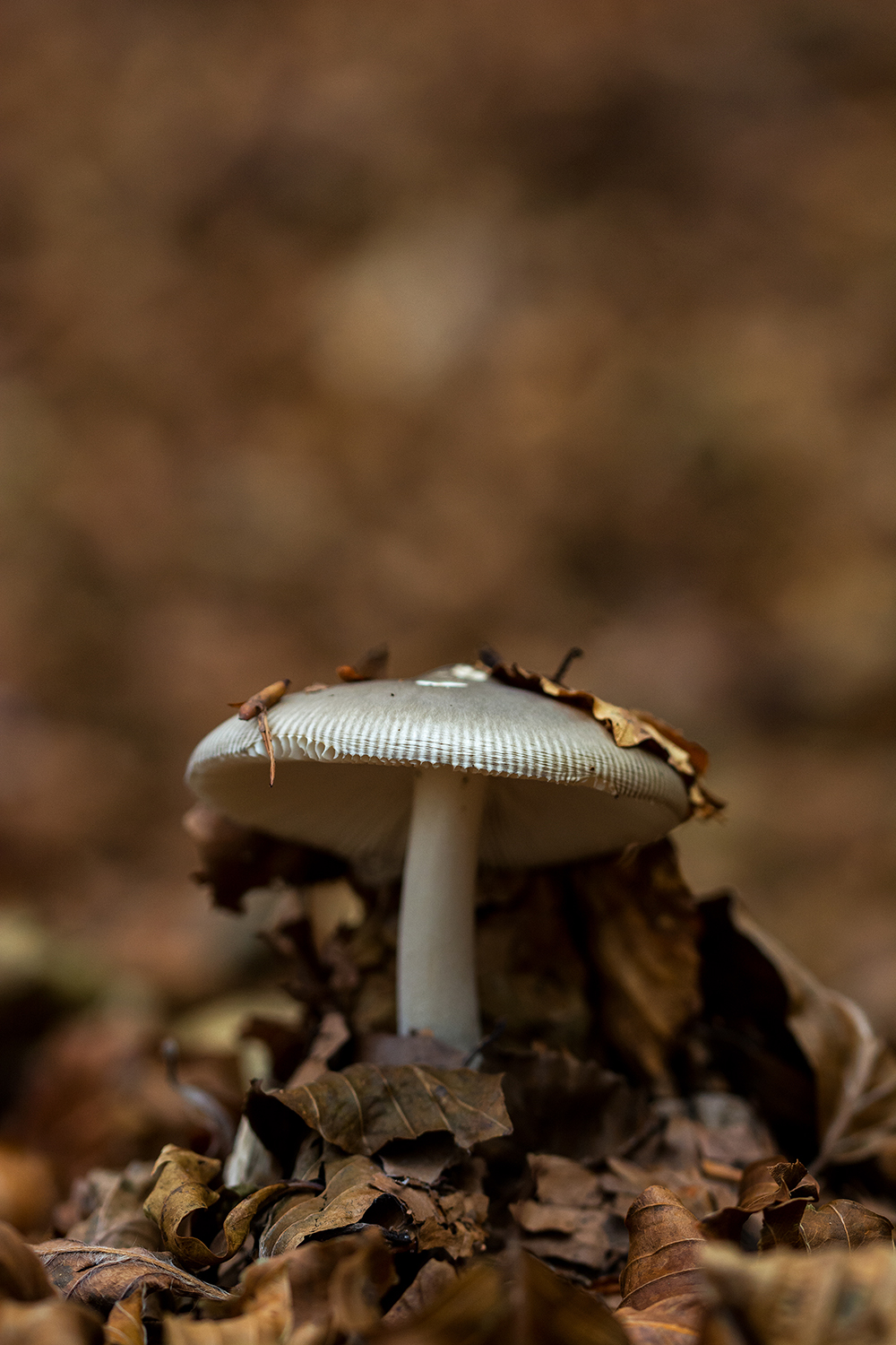 Threat in the leaves