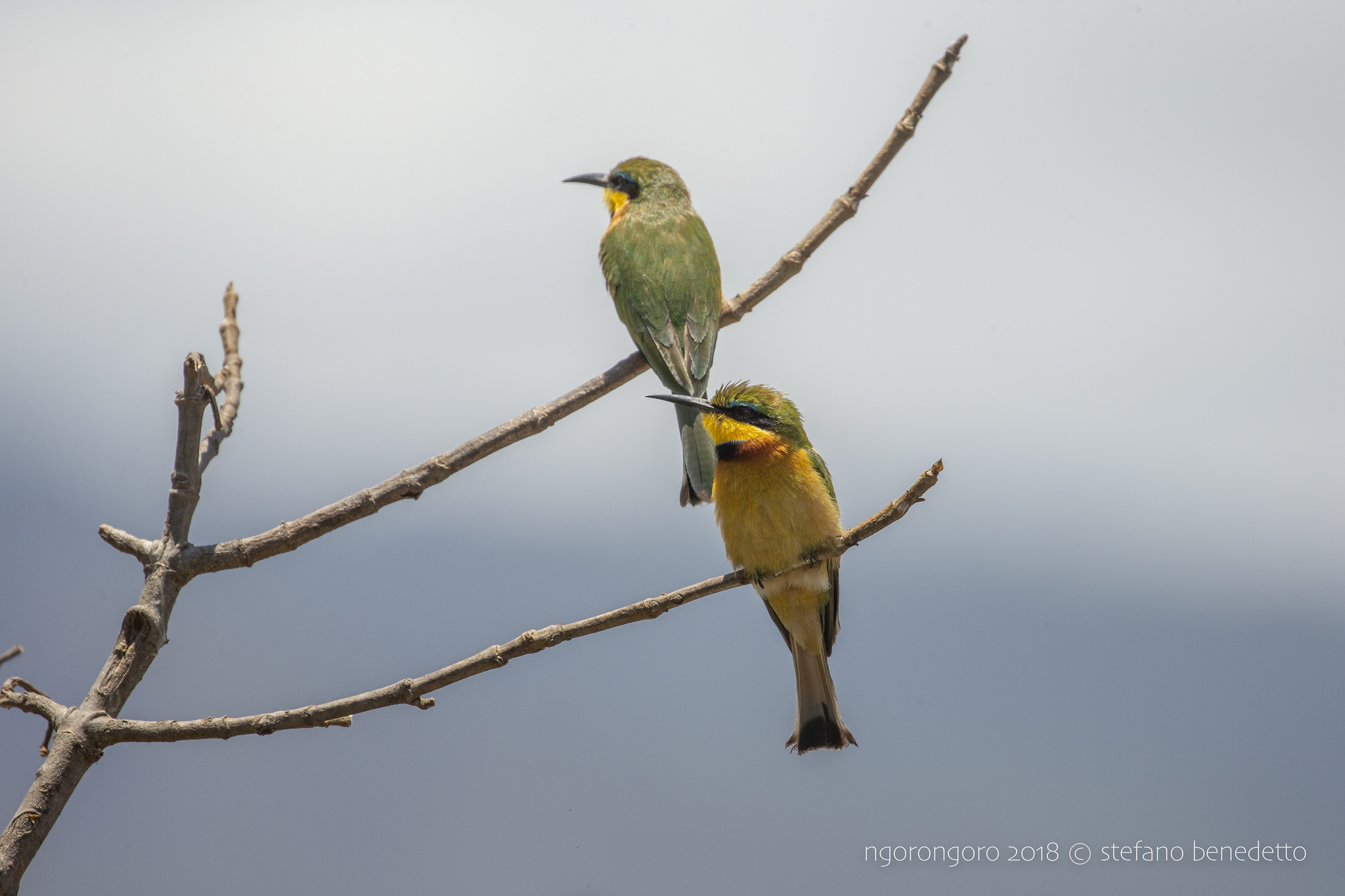 Little Bee-eaters at Lake Magadi