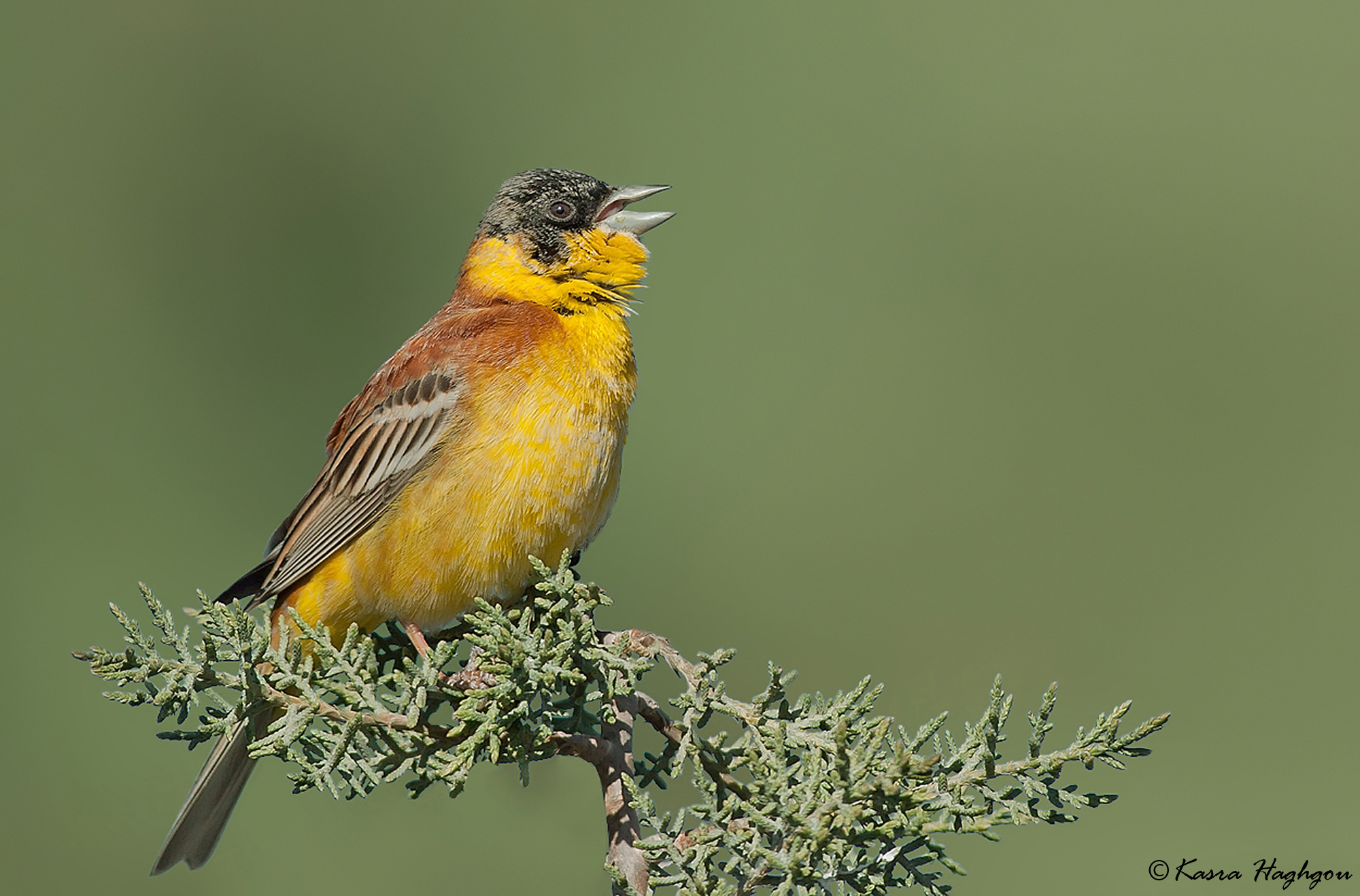 Black-headed Bunting