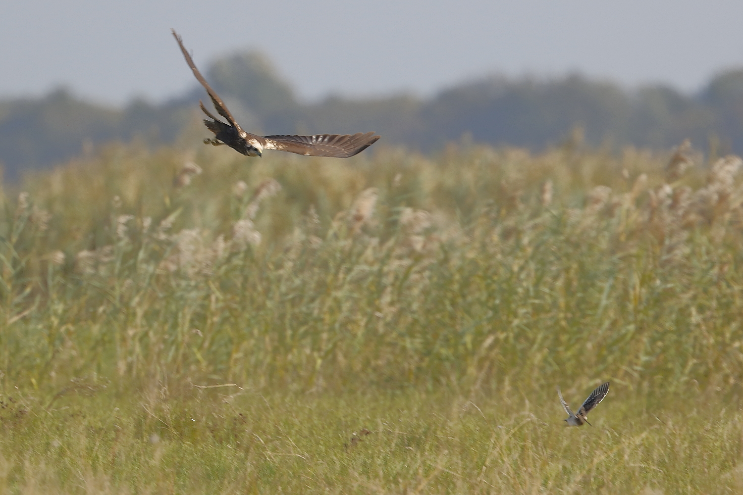La caccia del falco di palude