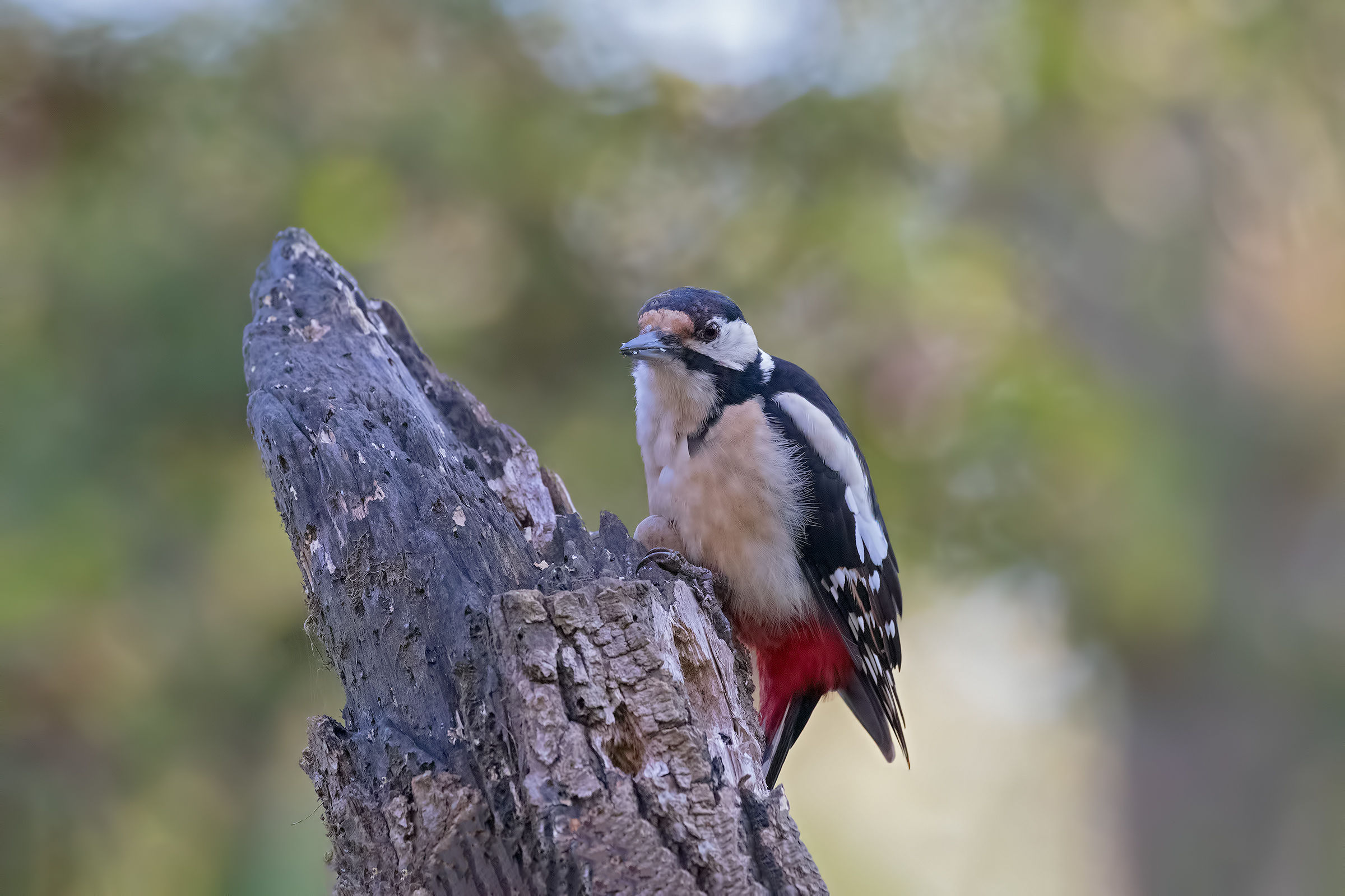 Big Red woodpeckers (female)
